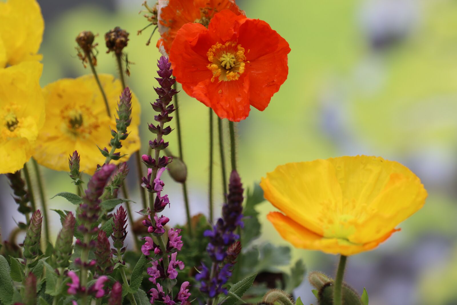 Canon EOS 90D sample photo. Poppy, sage color, meadow photography