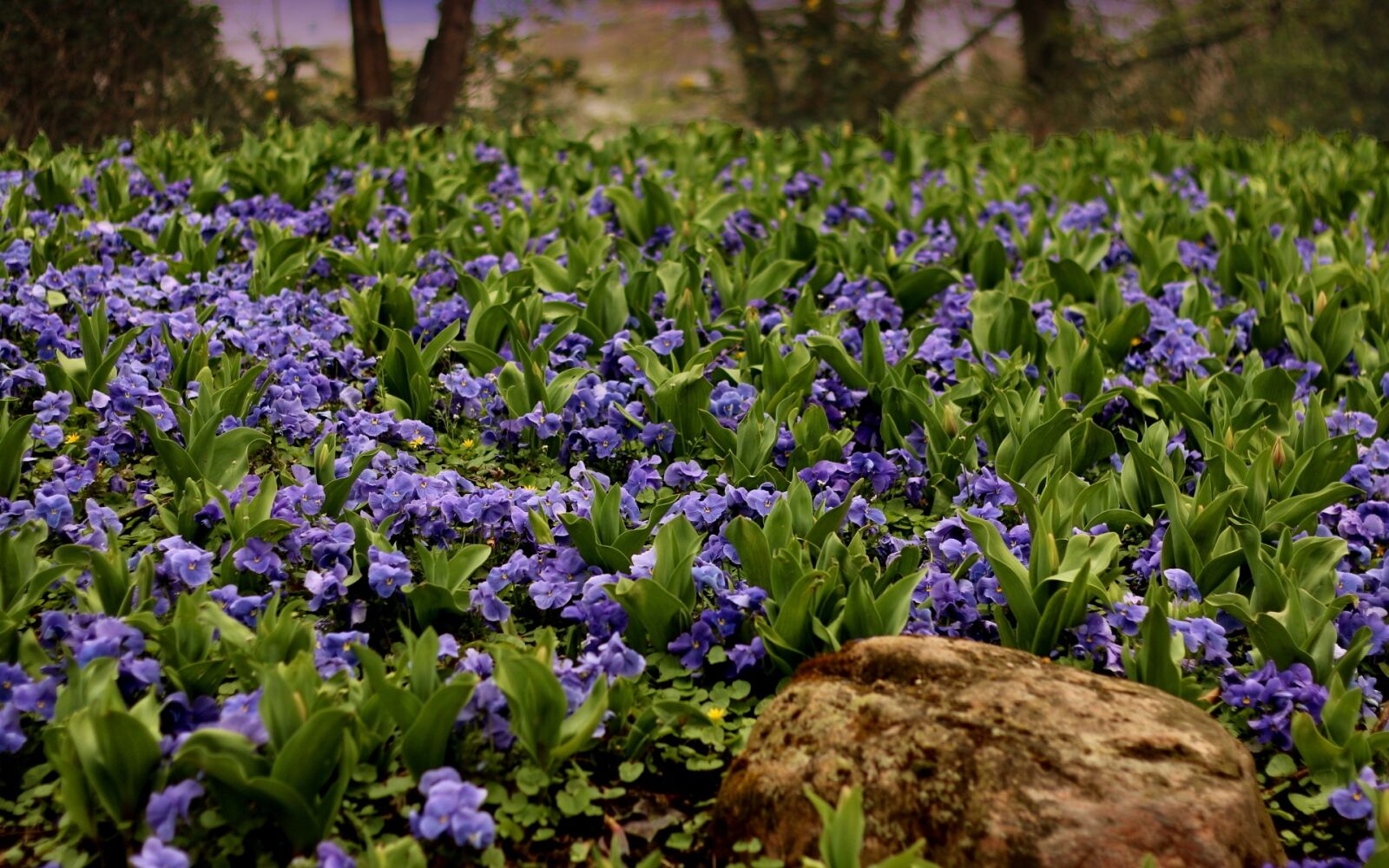 Canon EOS 70D sample photo. Flower, nature, flora photography
