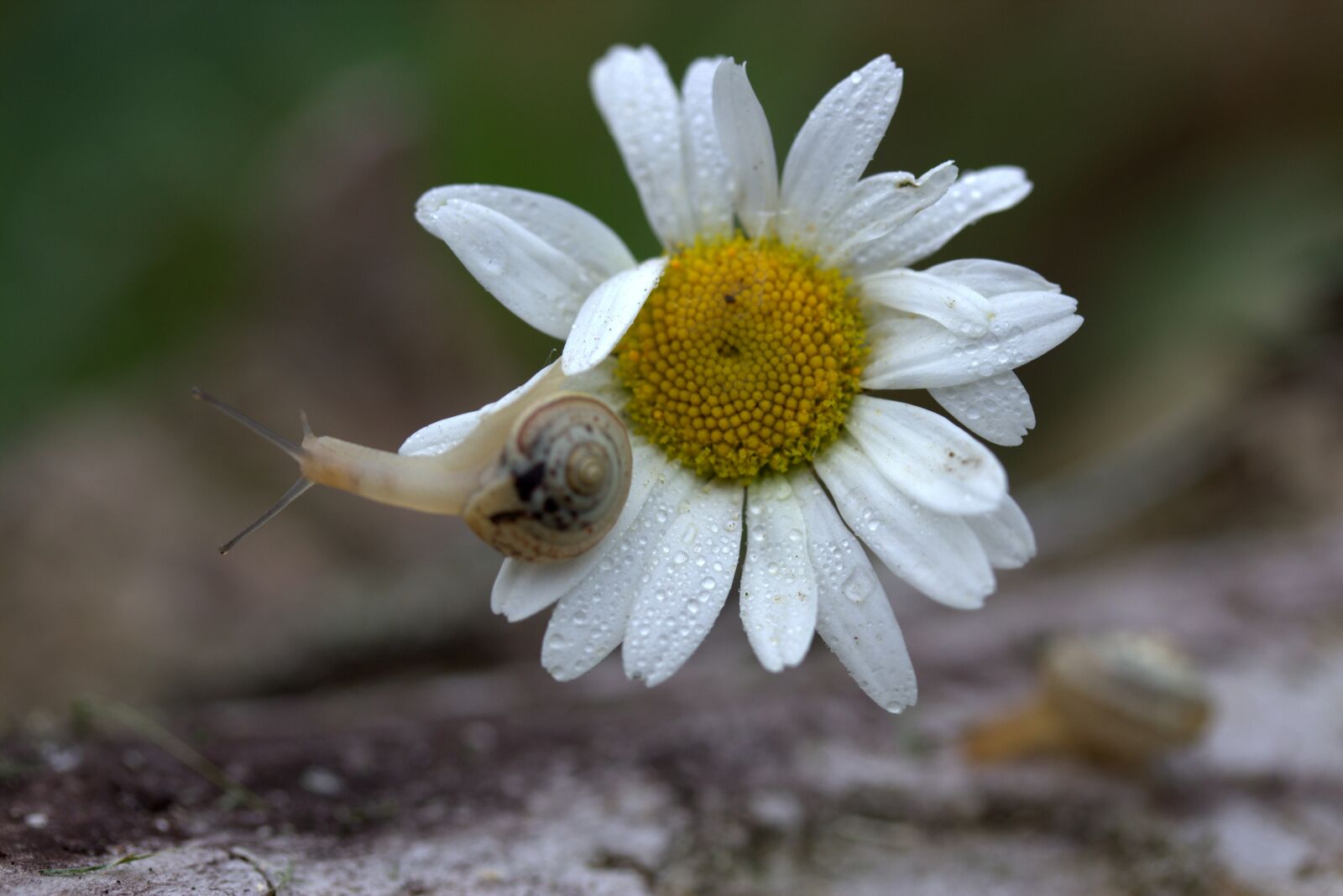 Canon EF-S 60mm F2.8 Macro USM sample photo. Snail, daisy, petals photography