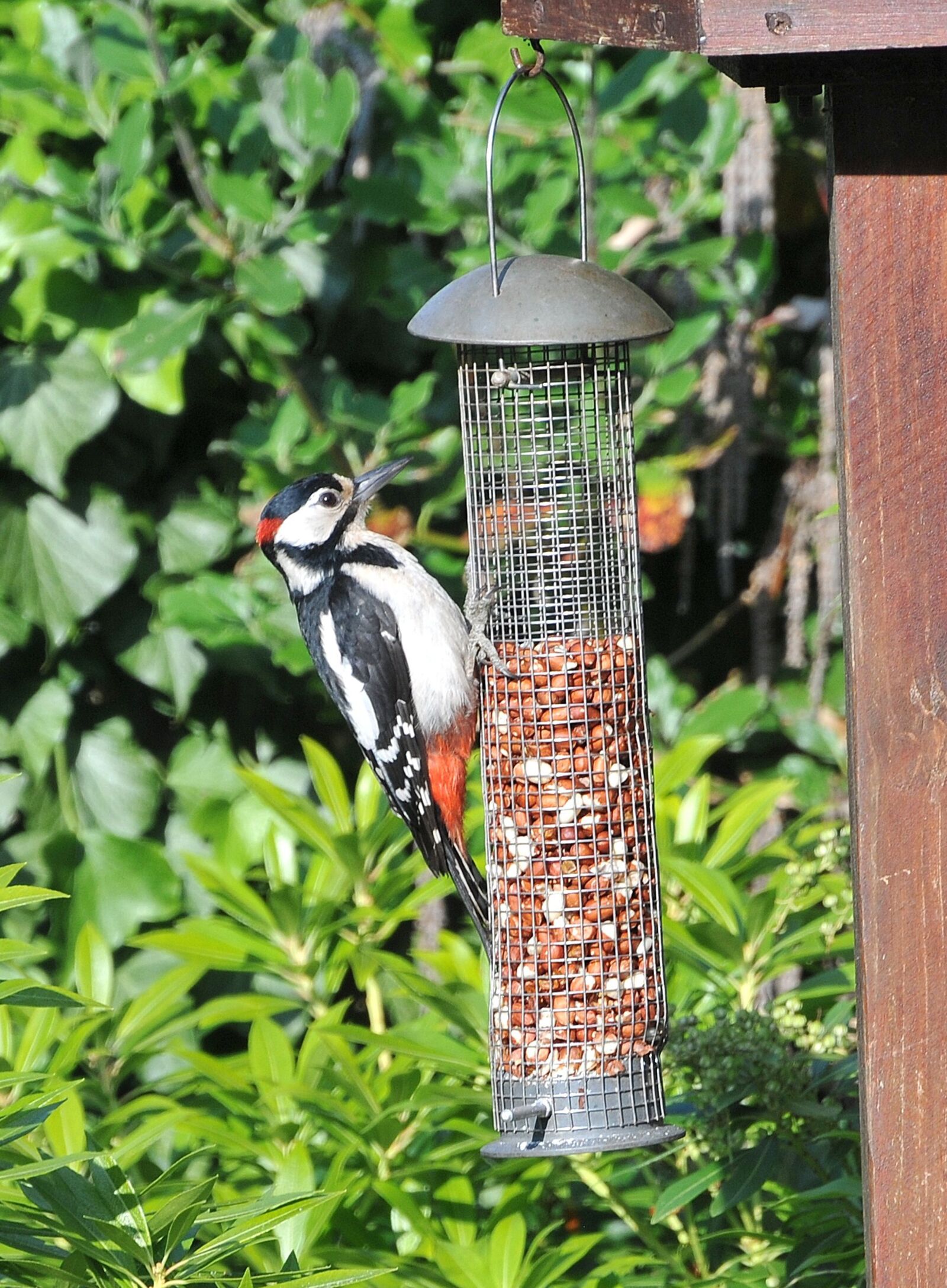 Nikon D300 sample photo. Woodpecker, lesser spotted, bird photography
