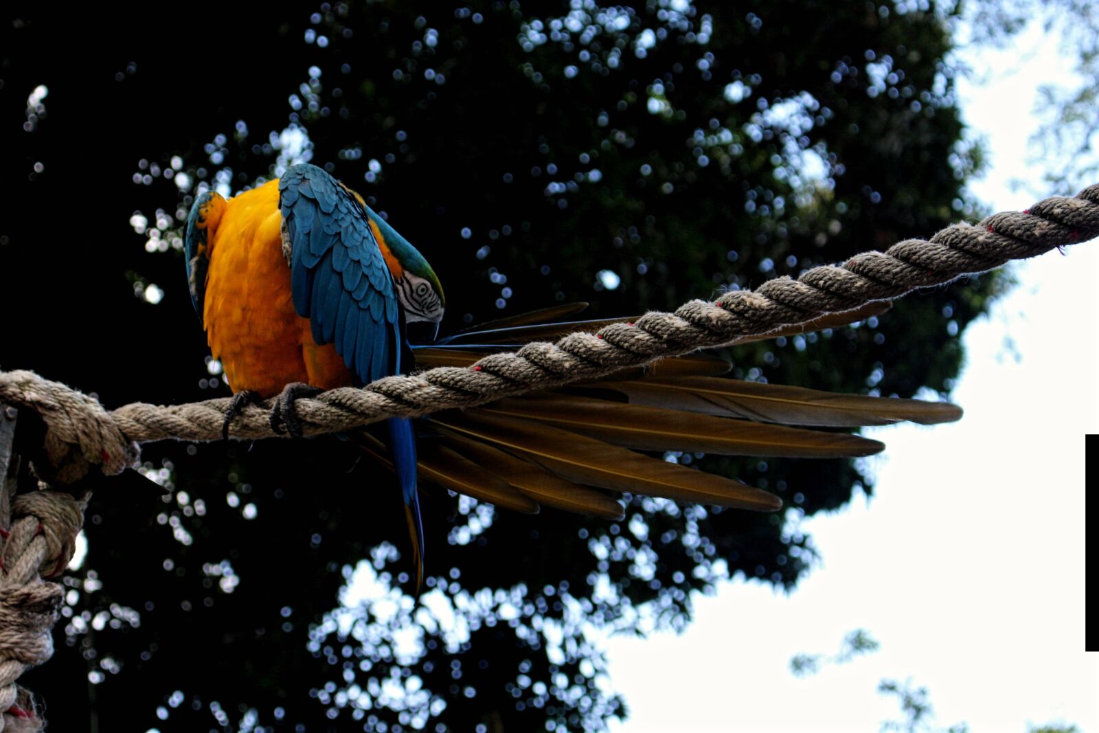 Canon EOS 700D (EOS Rebel T5i / EOS Kiss X7i) sample photo. Bird, parrot photography