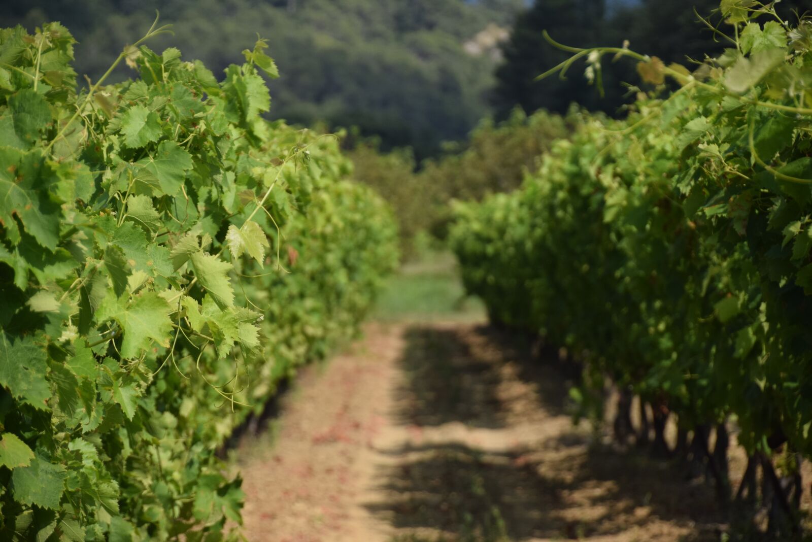 Nikon D5300 sample photo. France, vineyard, nature photography