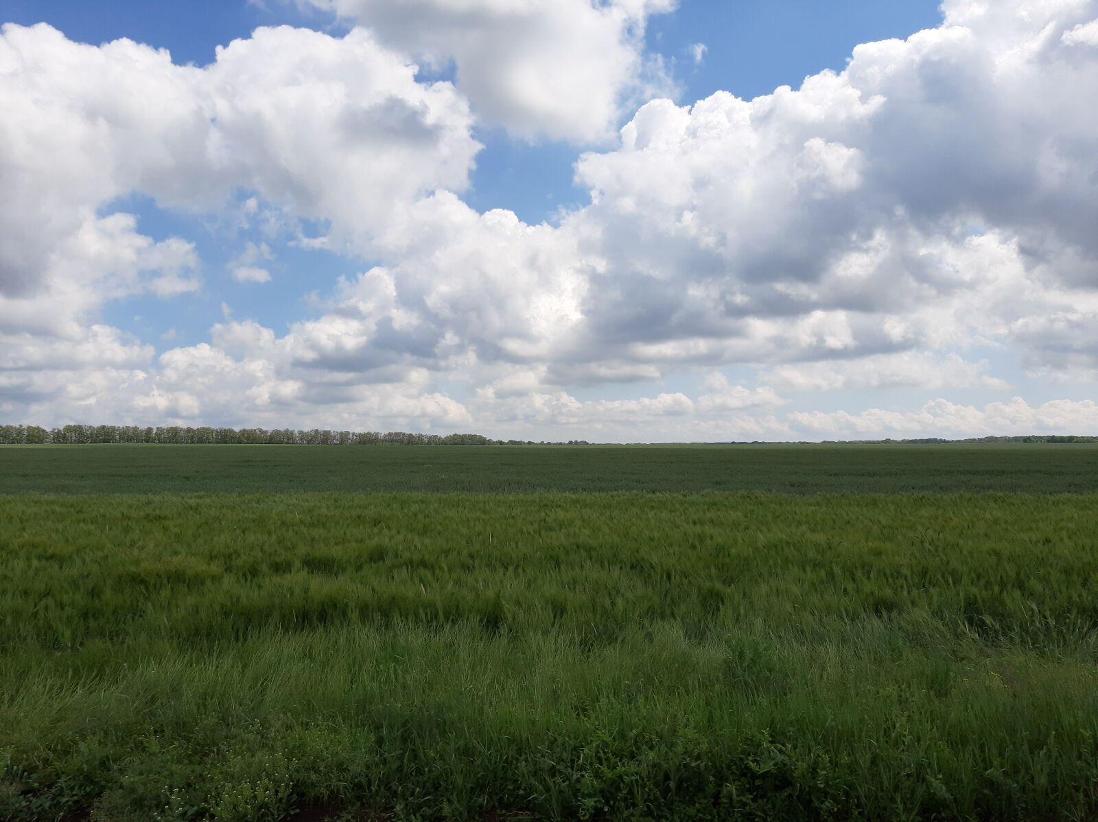Samsung Galaxy A50 sample photo. Field, spring, meadow photography