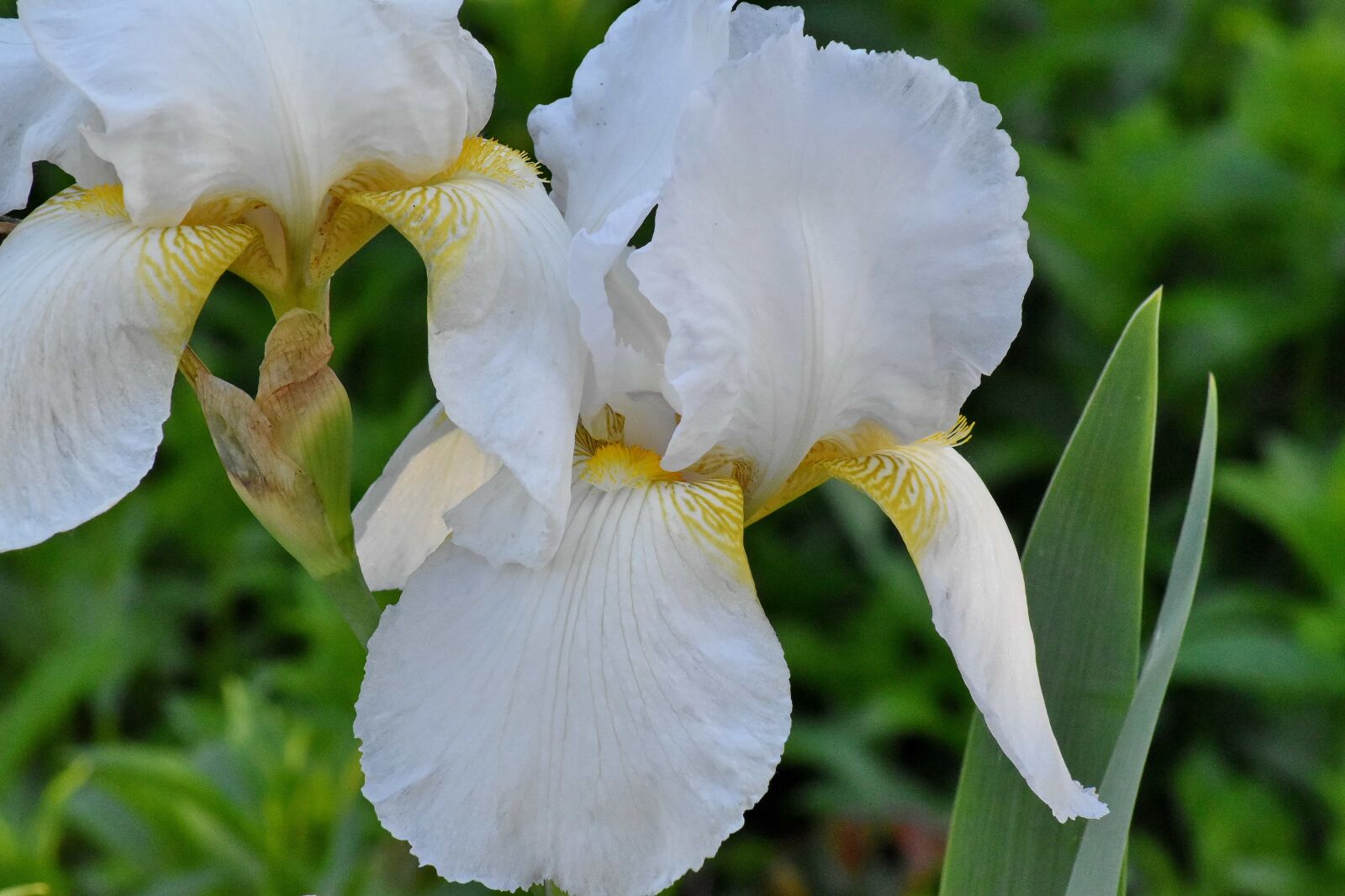 Nikon D5500 sample photo. Detail, flower garden, white photography