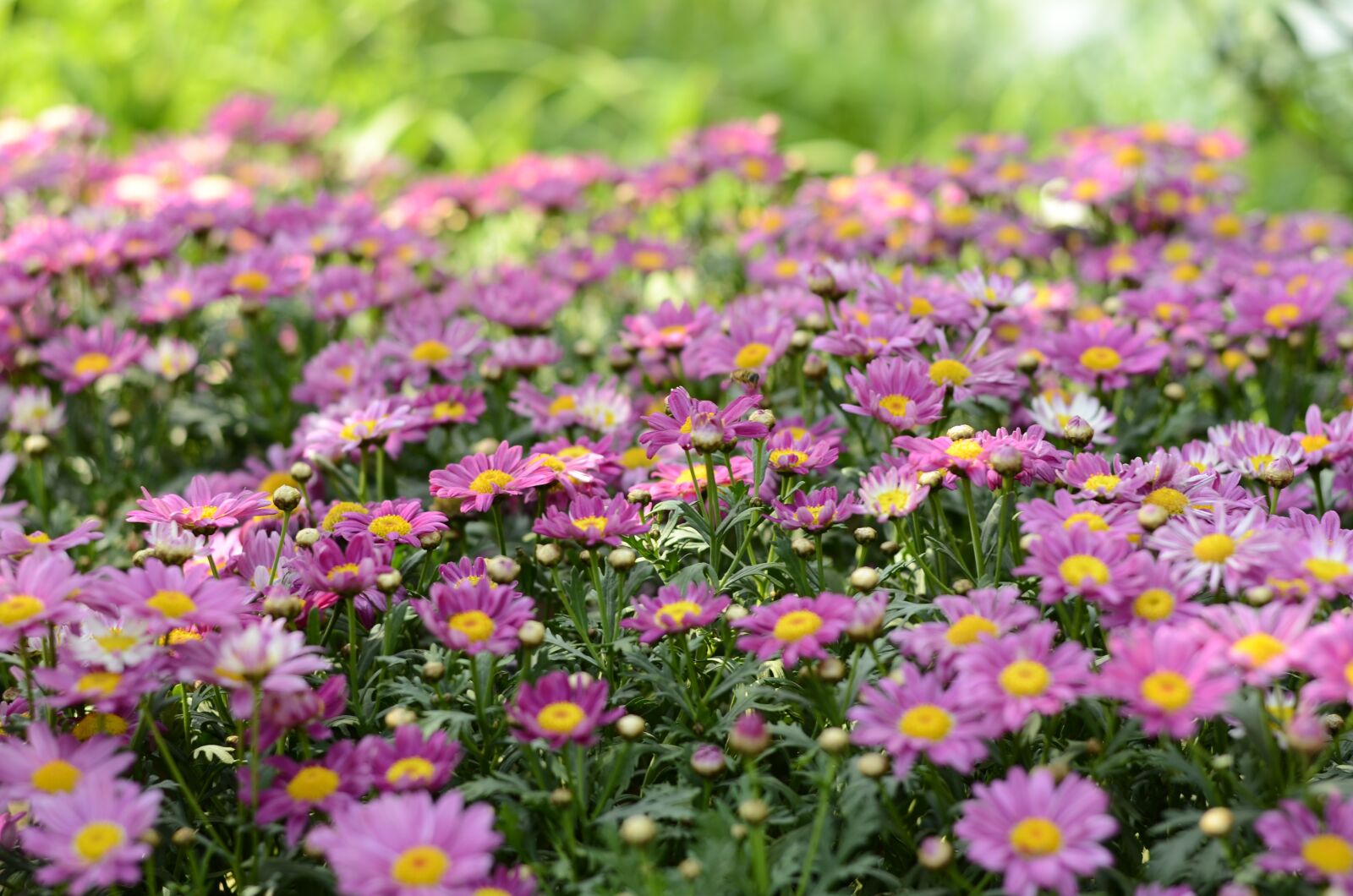 Nikon D5100 sample photo. Flower, plant, flowers photography