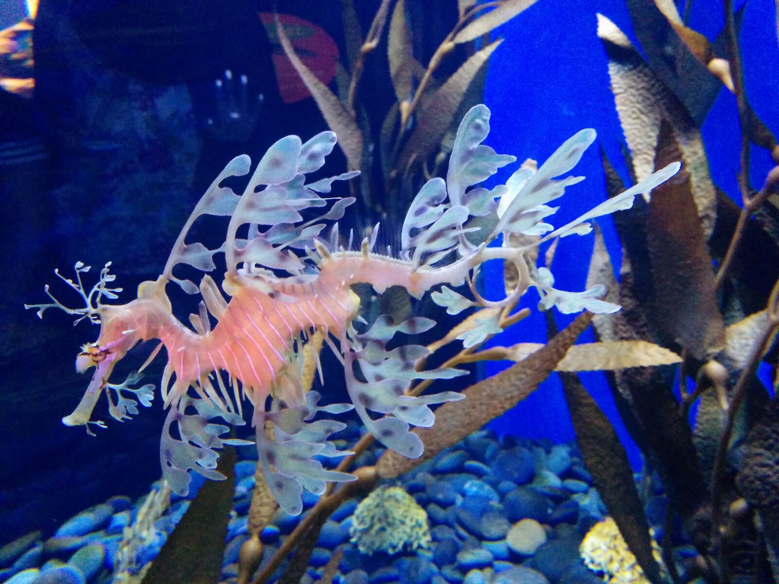LG Nexus 5 sample photo. Aquarium, water, blue photography