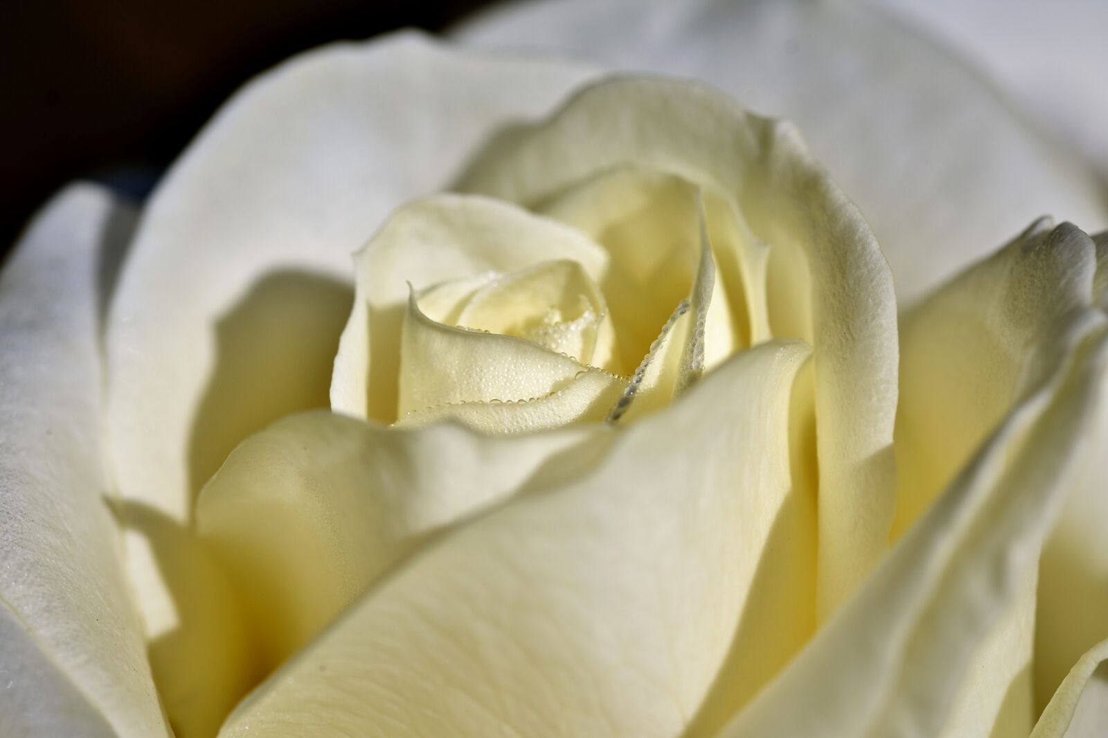 Nikon D7200 sample photo. Rose, rose bloom, blossom photography