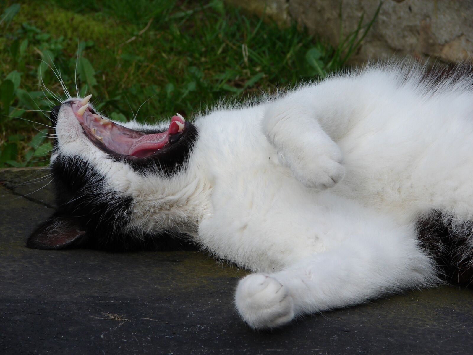 Sony DSC-H1 sample photo. Cat, yawning, relaxing photography