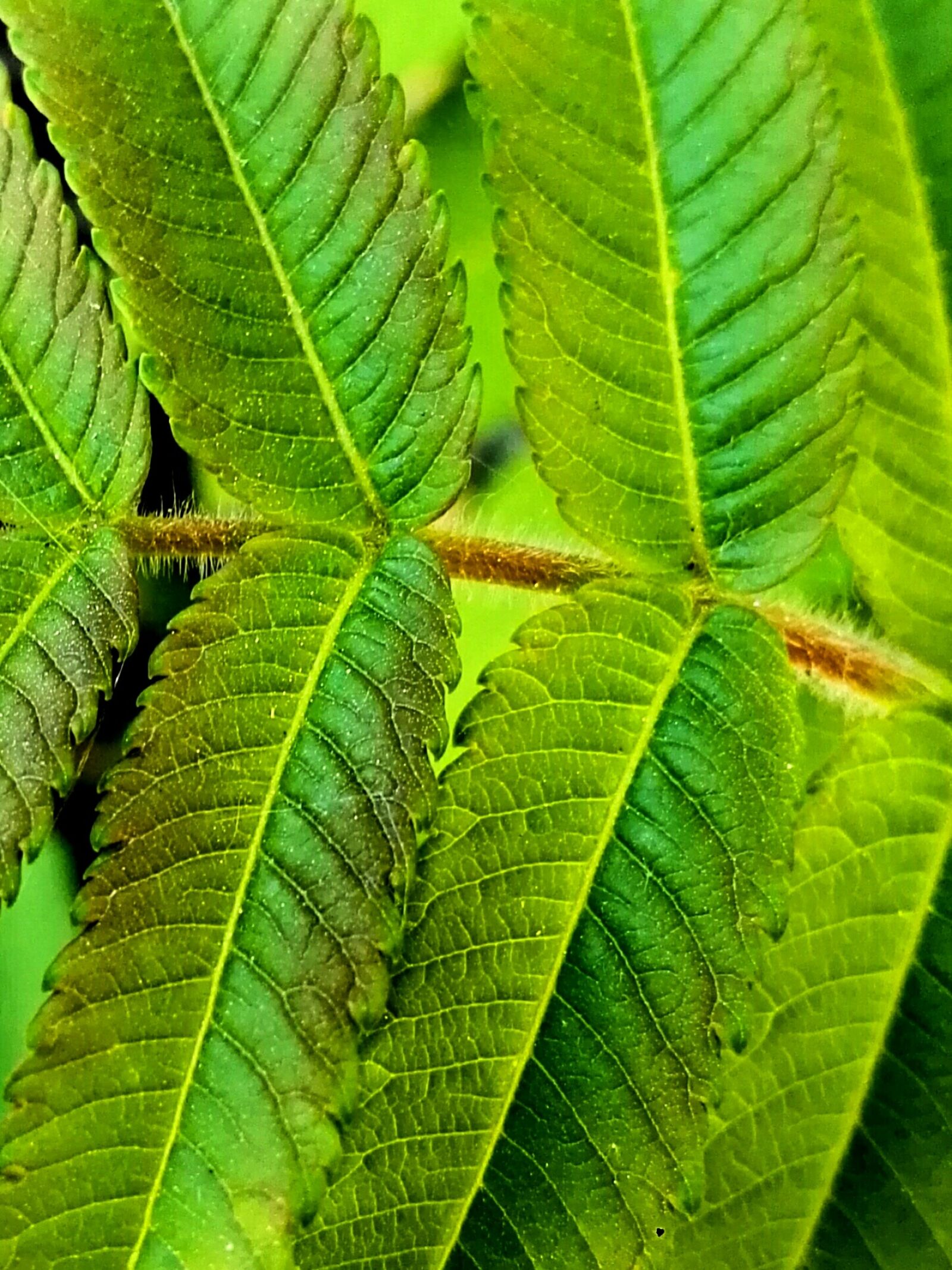HUAWEI GRA-L09 sample photo. Leaf, green, plant photography