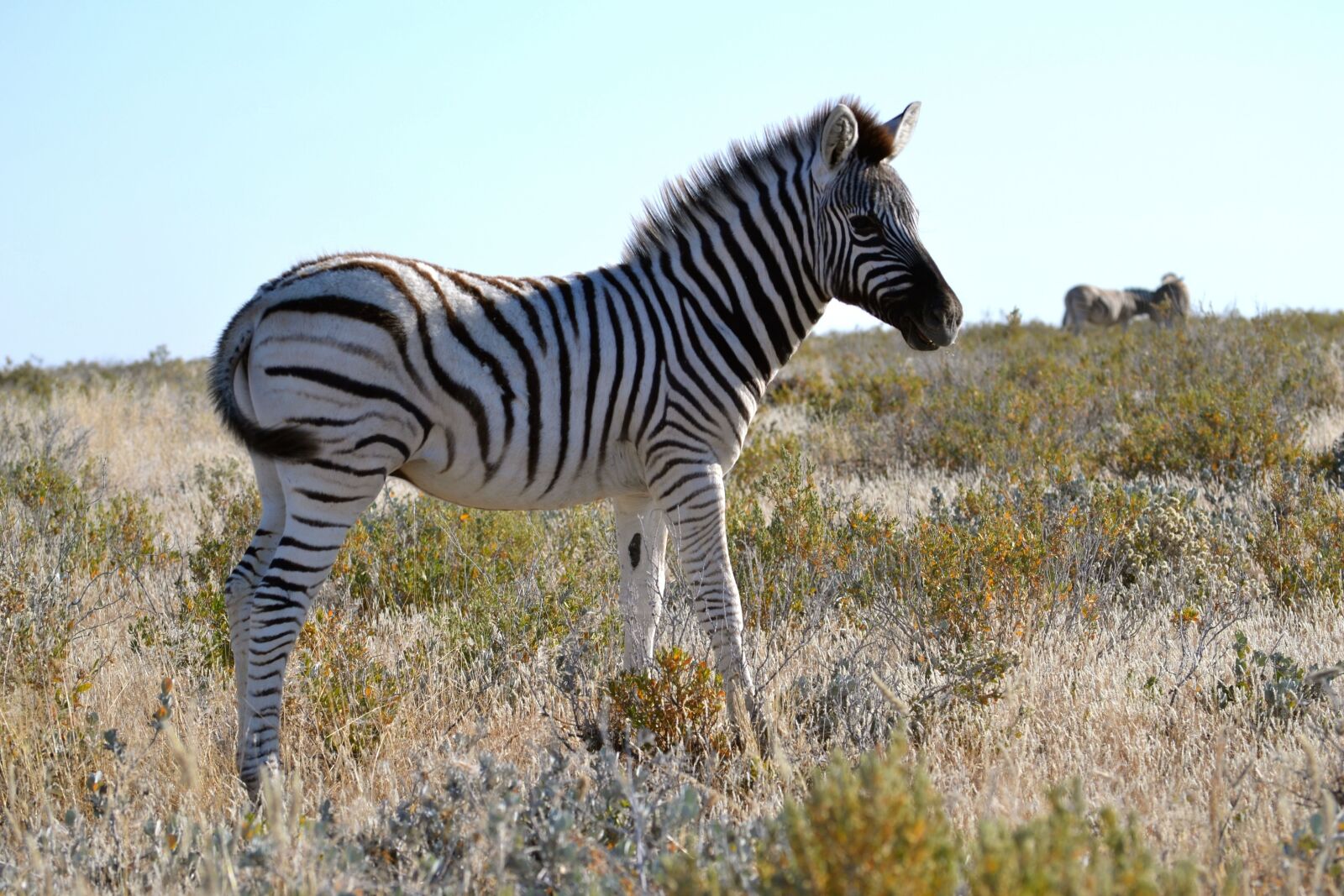 Nikon D3100 sample photo. Zebra, baby, small photography
