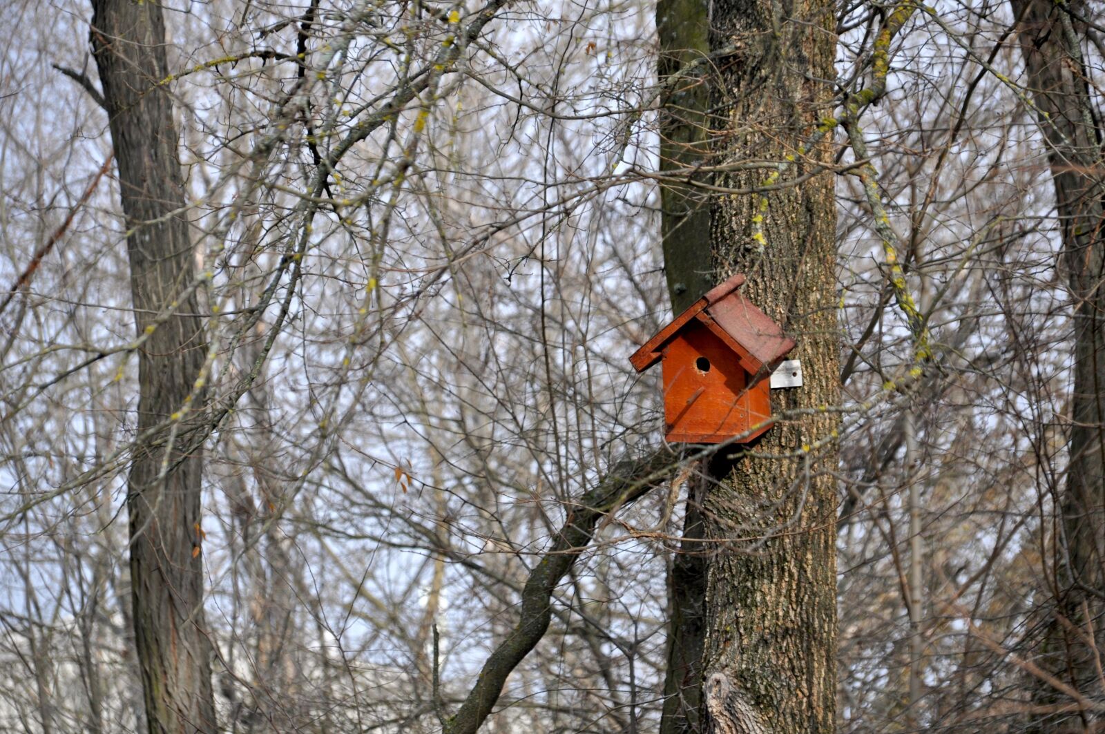 Nikon D5000 sample photo. Bird house, tree branches photography