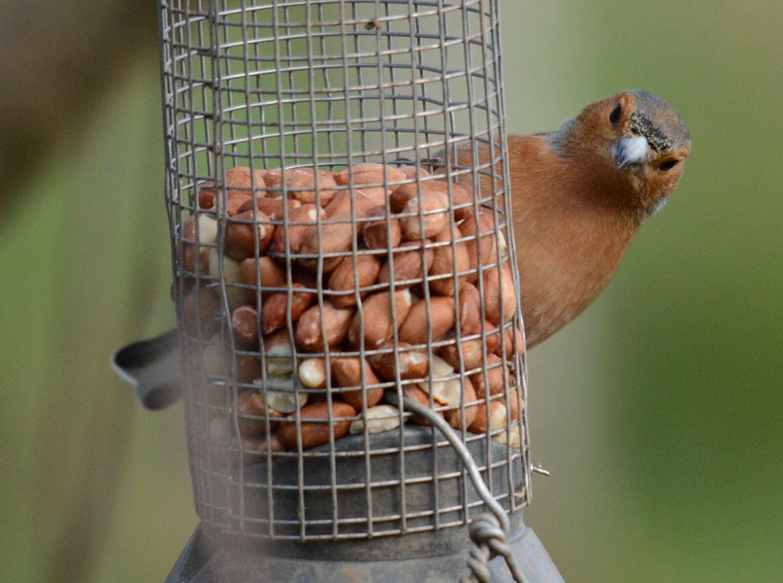 Nikon D7100 sample photo. Bird, wildlife, nature photography