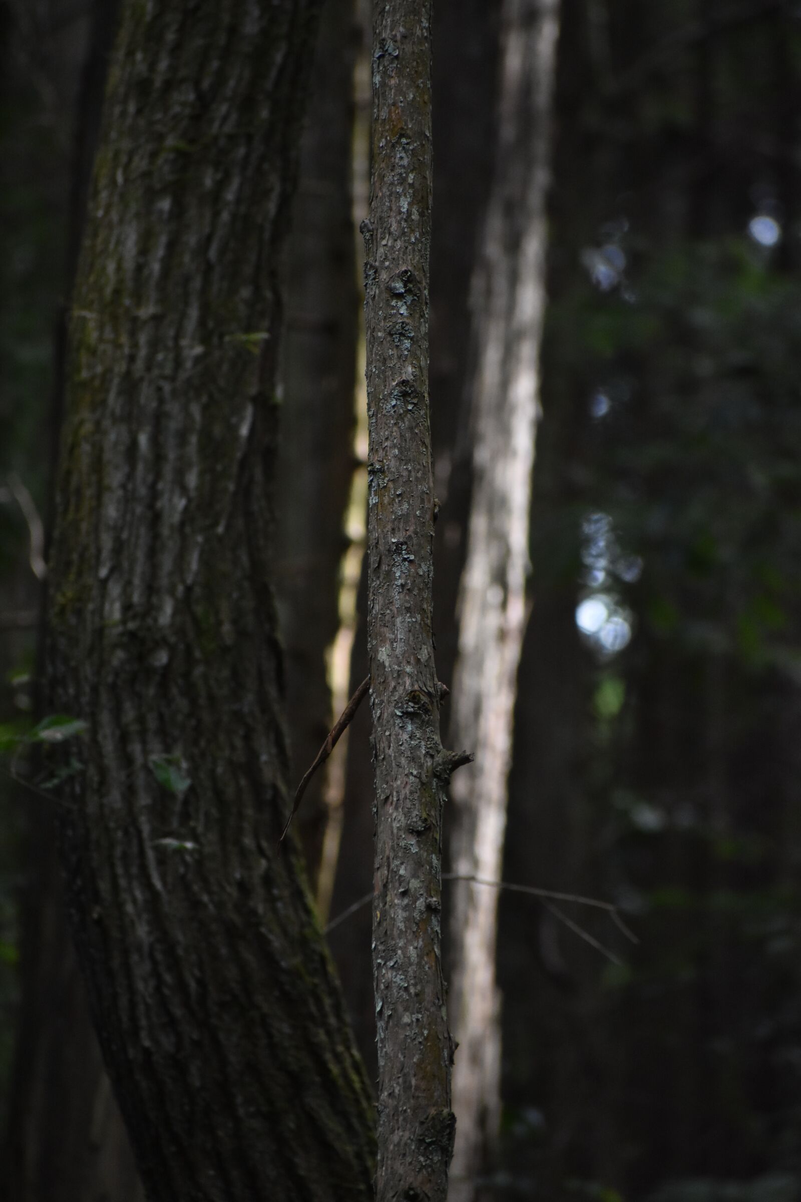 Nikon D3400 sample photo. Tree, nature, wood photography