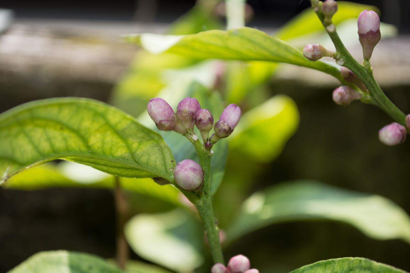Nikon D5200 sample photo. Lemon blossom, citrus, mediterranean photography