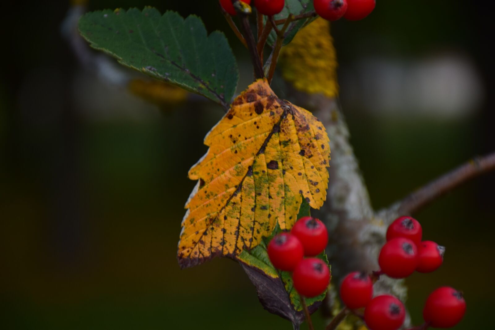 Nikon D5300 sample photo. Autumn, fall, leaves photography