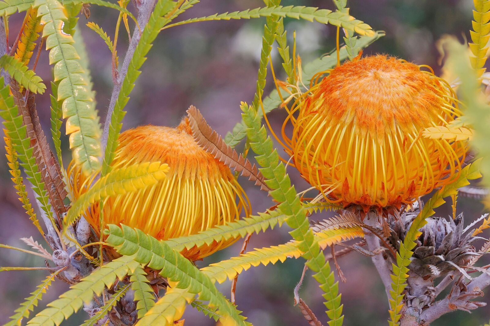 Canon EOS 40D sample photo. Dryandra formosa, protoeaceae, focus photography