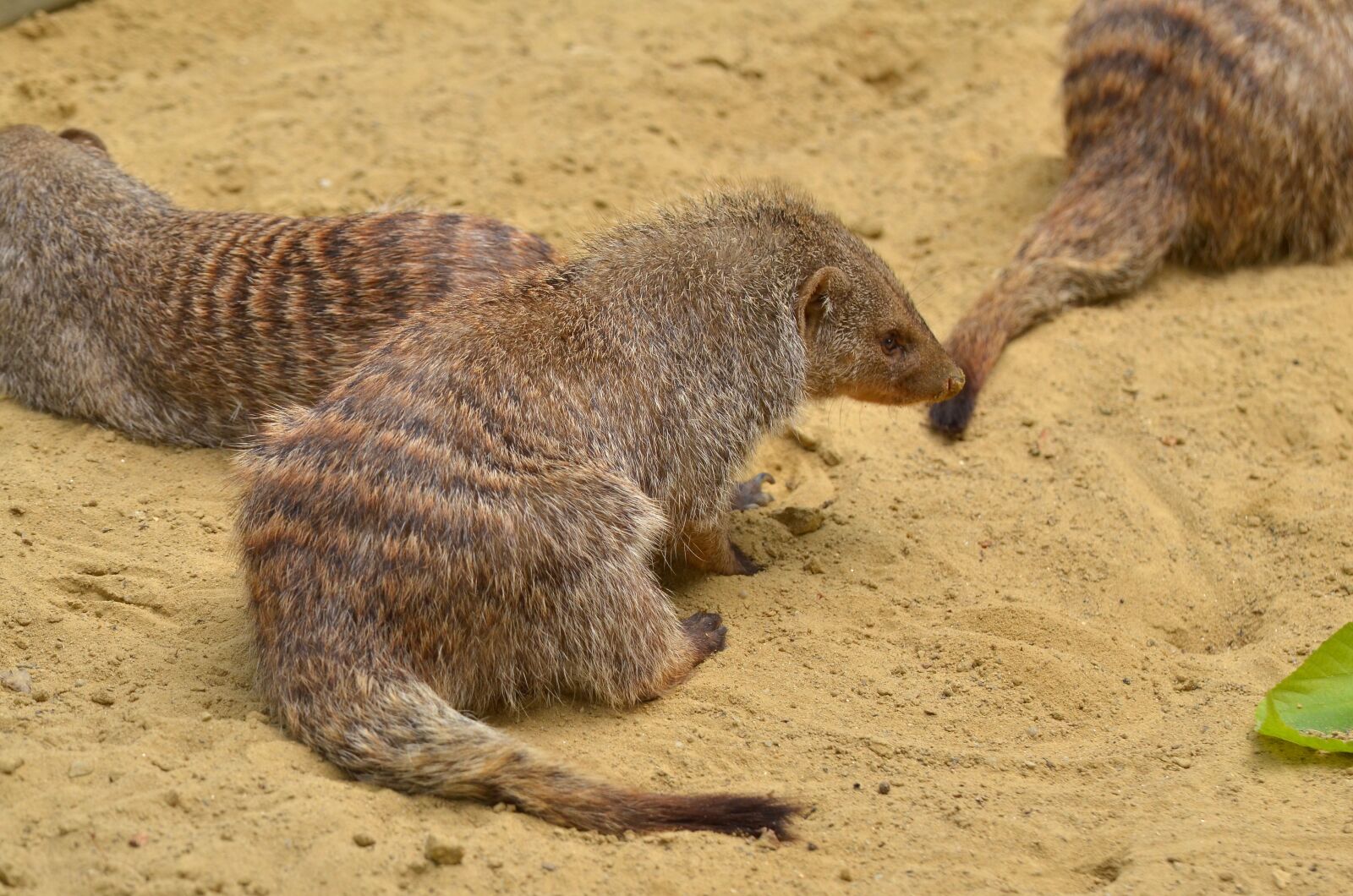 Nikon D7000 sample photo. Mongoose, zoo, animal photography