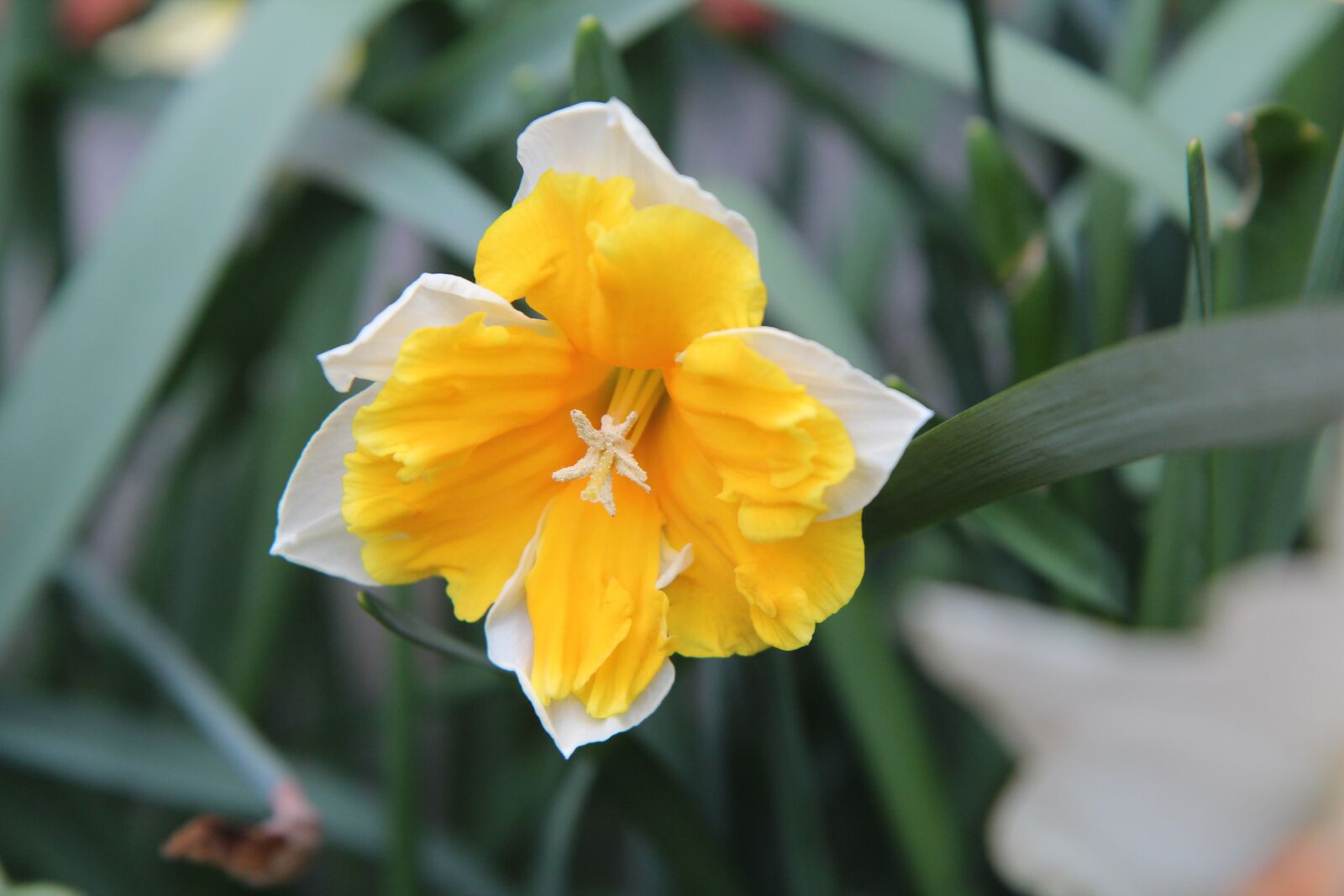 Canon EOS 600D (Rebel EOS T3i / EOS Kiss X5) sample photo. Narcissus yellow, narcissus, daffodils photography
