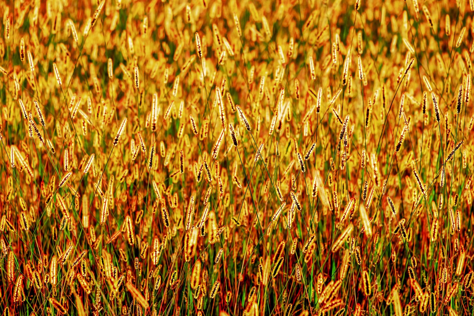 Fujifilm XF 55-200mm F3.5-4.8 R LM OIS sample photo. Foxtail, grasses, backlighting photography