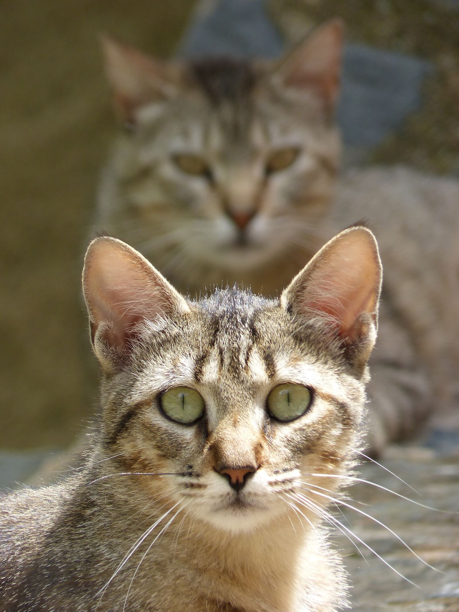 Panasonic DMC-FZ62 sample photo. Cats, mininos, housecat photography