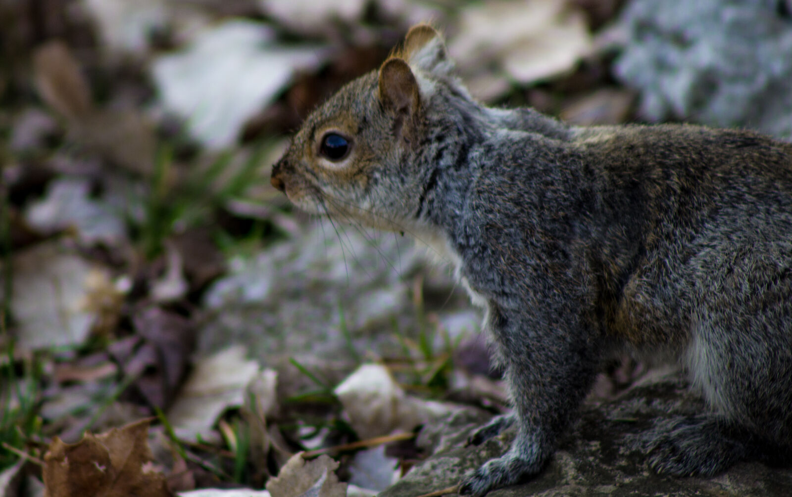 Canon EF 75-300mm f/4-5.6 sample photo. Animal, canon, cute, nature photography