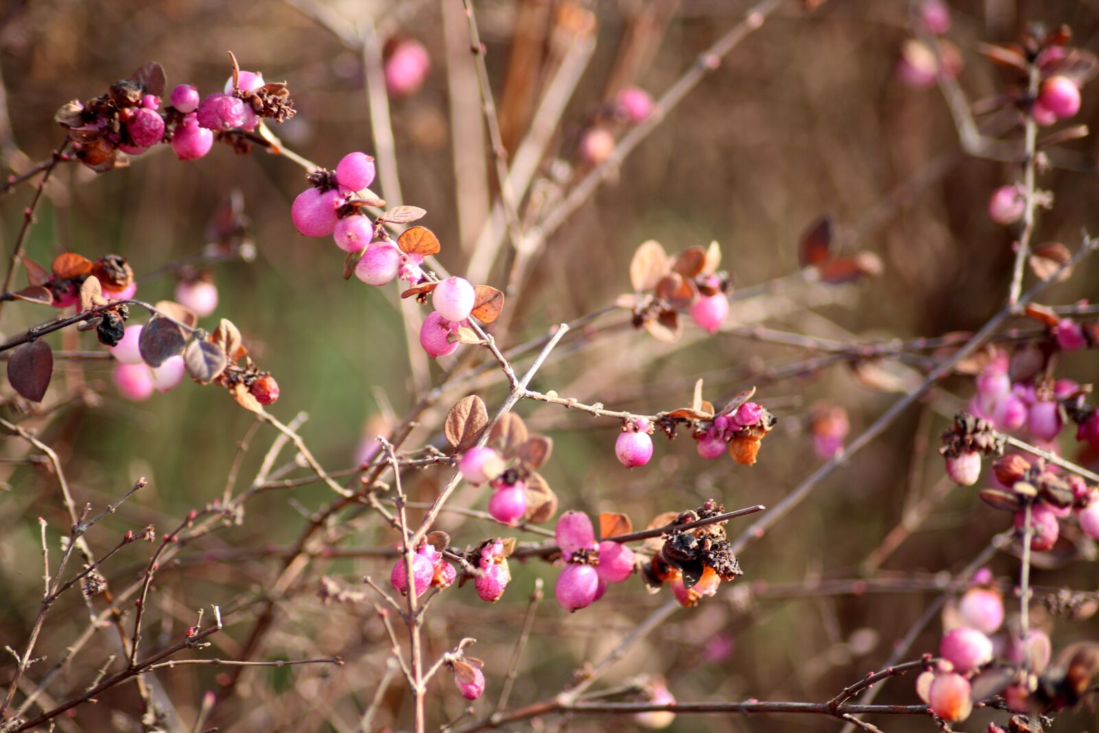Canon EOS 1200D (EOS Rebel T5 / EOS Kiss X70 / EOS Hi) sample photo. Bush, hedge, pink beads photography