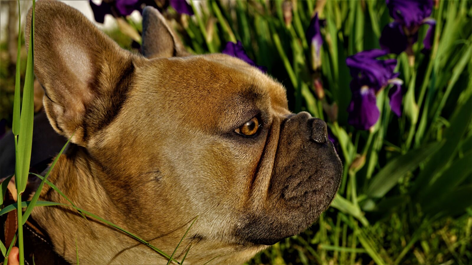 Sony a6000 sample photo. French bulldog, dog, face photography