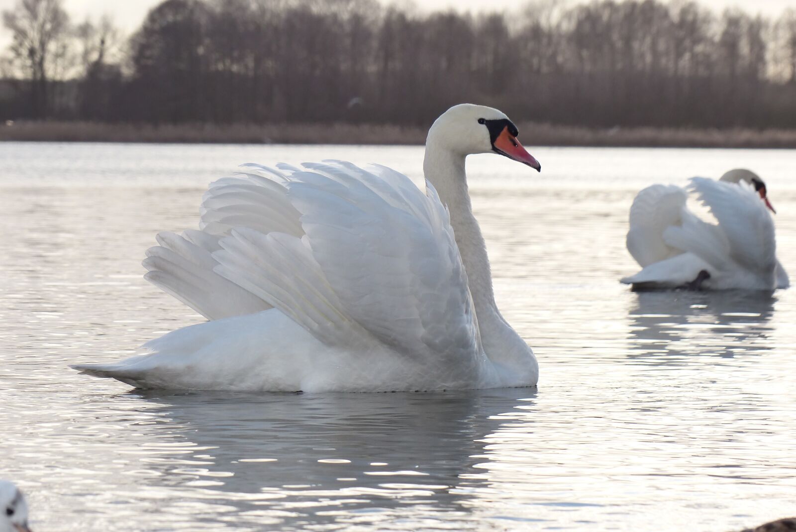 Panasonic Lumix DMC-FZ200 sample photo. Mute swan, tom, portrait photography