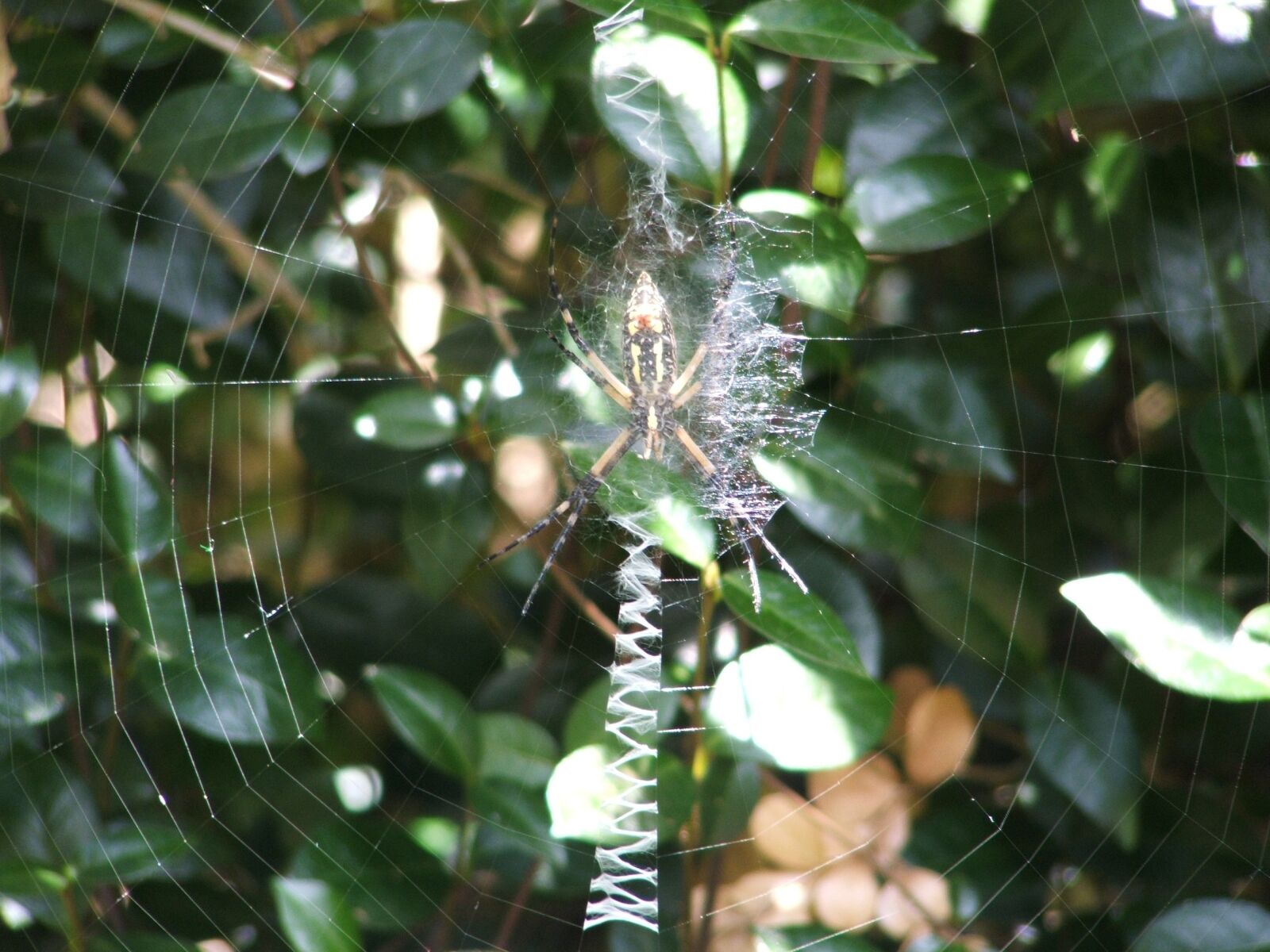Fujifilm FinePix S3100 sample photo. Spider, spiderweb, web photography