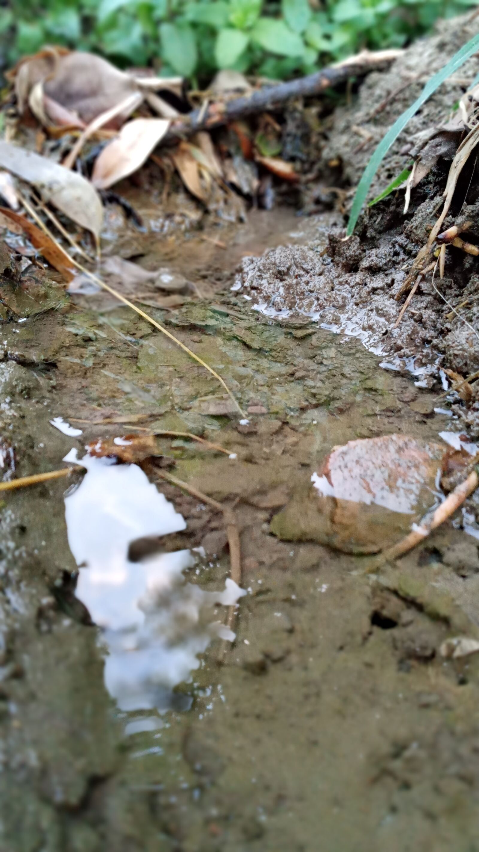 Samsung SM-A107F sample photo. Nature, green, water photography