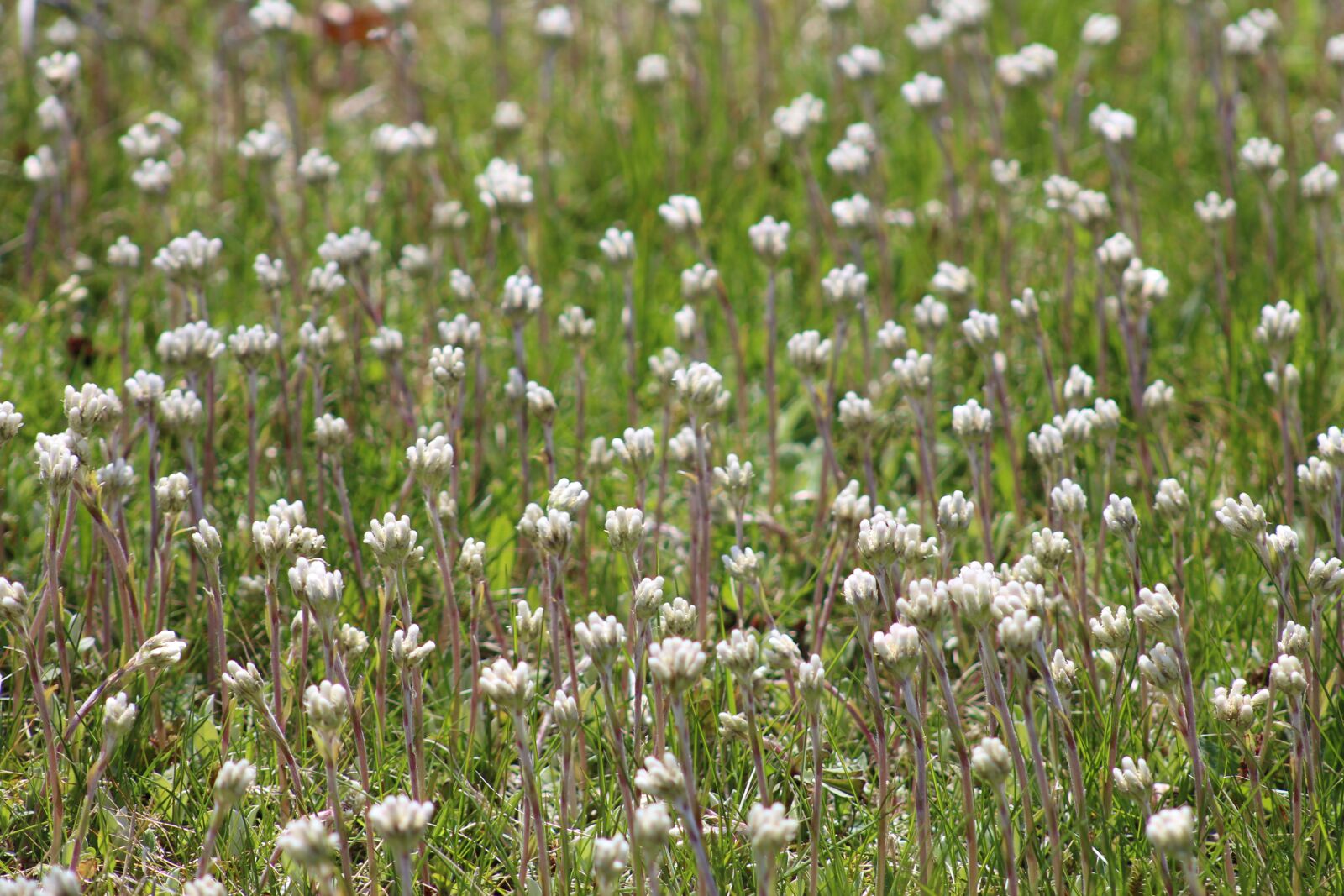 Canon EOS 700D (EOS Rebel T5i / EOS Kiss X7i) sample photo. Nature, spring, meadow photography