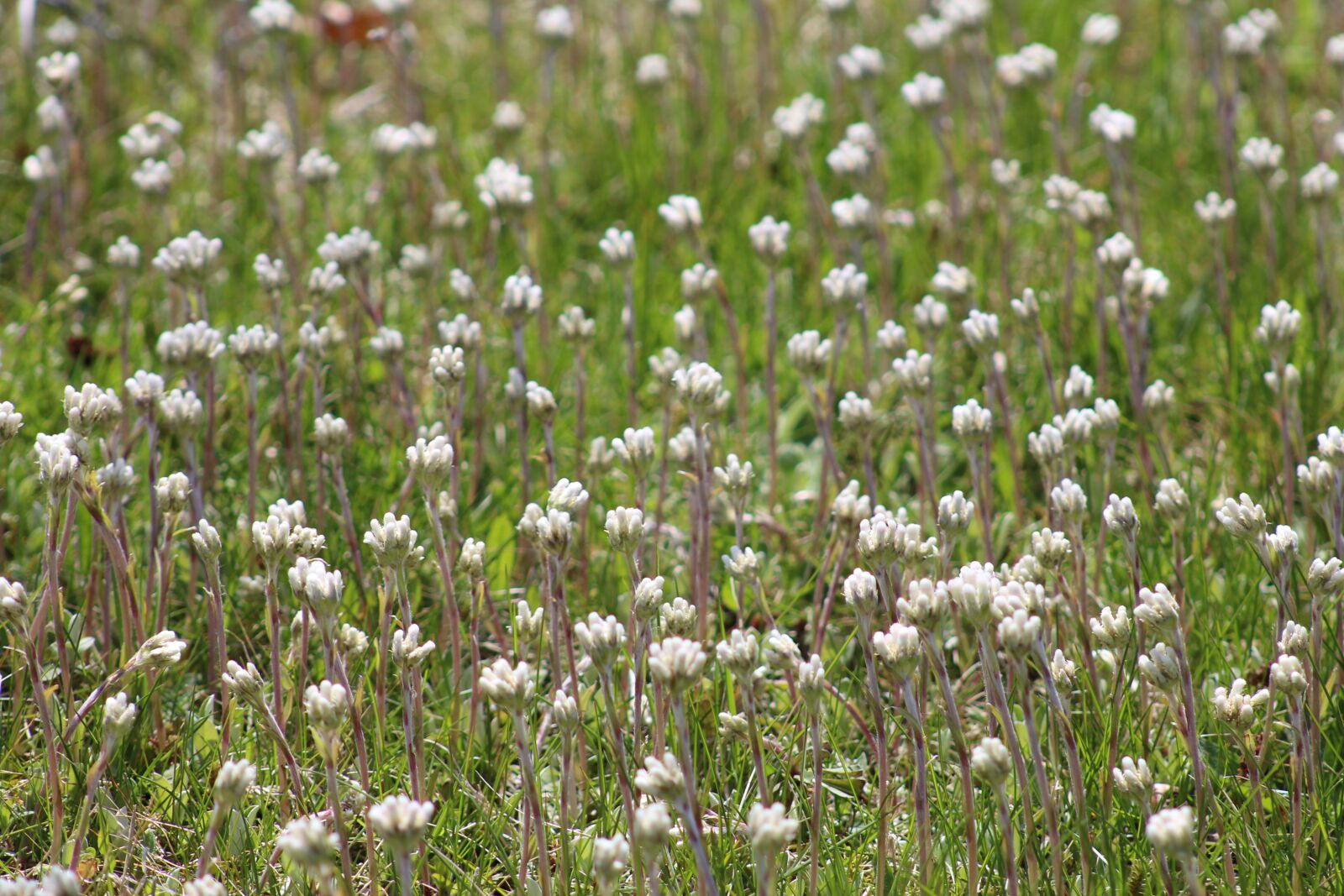 Canon EOS 700D (EOS Rebel T5i / EOS Kiss X7i) + Canon EF 75-300mm f/4-5.6 USM sample photo. Nature, spring, meadow photography