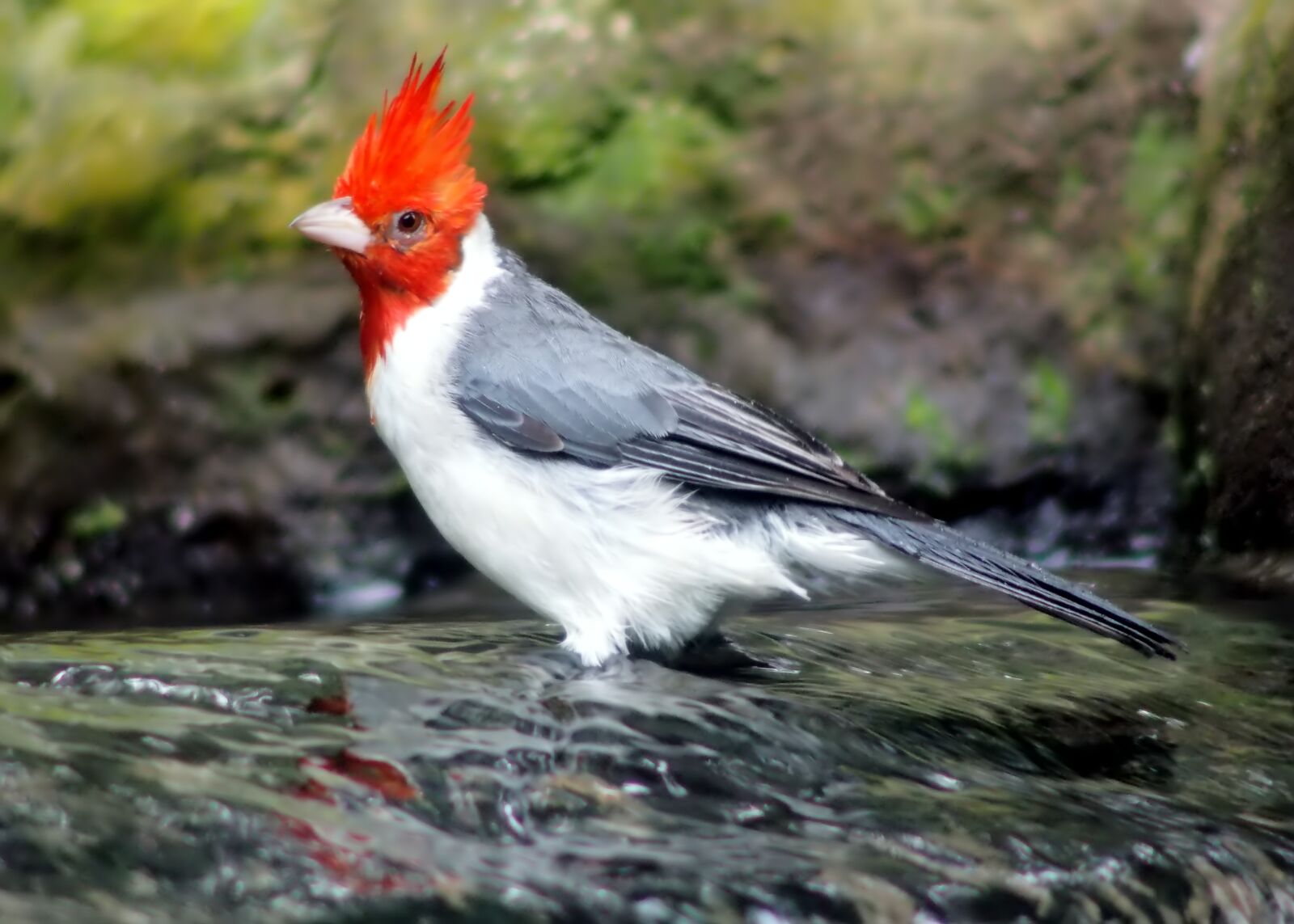 Olympus OM-D E-M1 sample photo. Nature, bird, wildlife photography