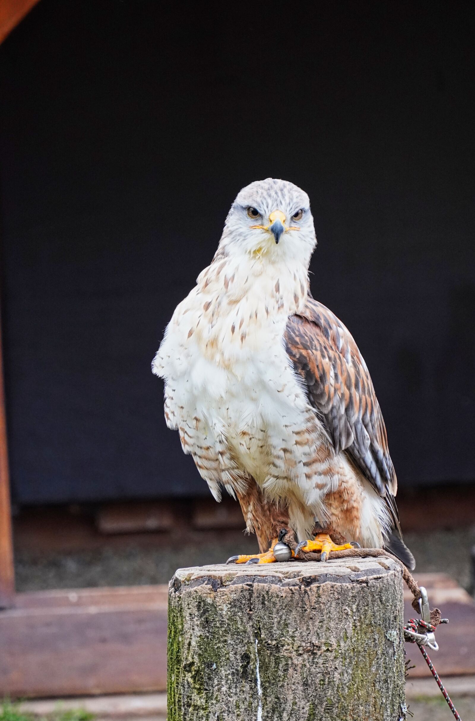 Sony E 18-135mm F3.5-5.6 OSS sample photo. Hawk, bird park, wildlife photography