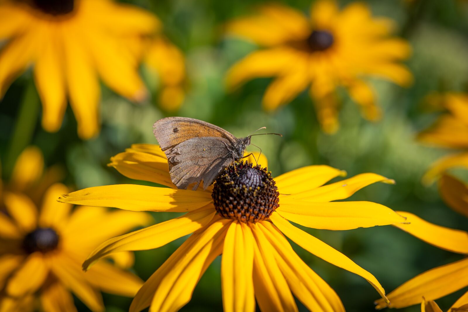 Nikon D750 sample photo. Flower, yellow, garden photography