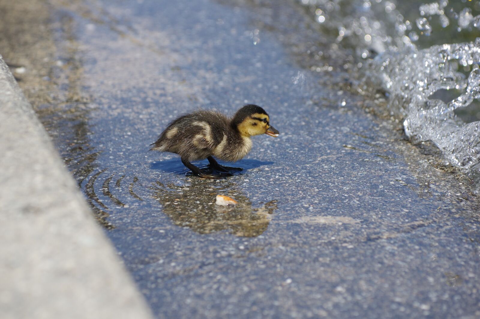 Pentax K-3 sample photo. Duck, tiny, chicks photography