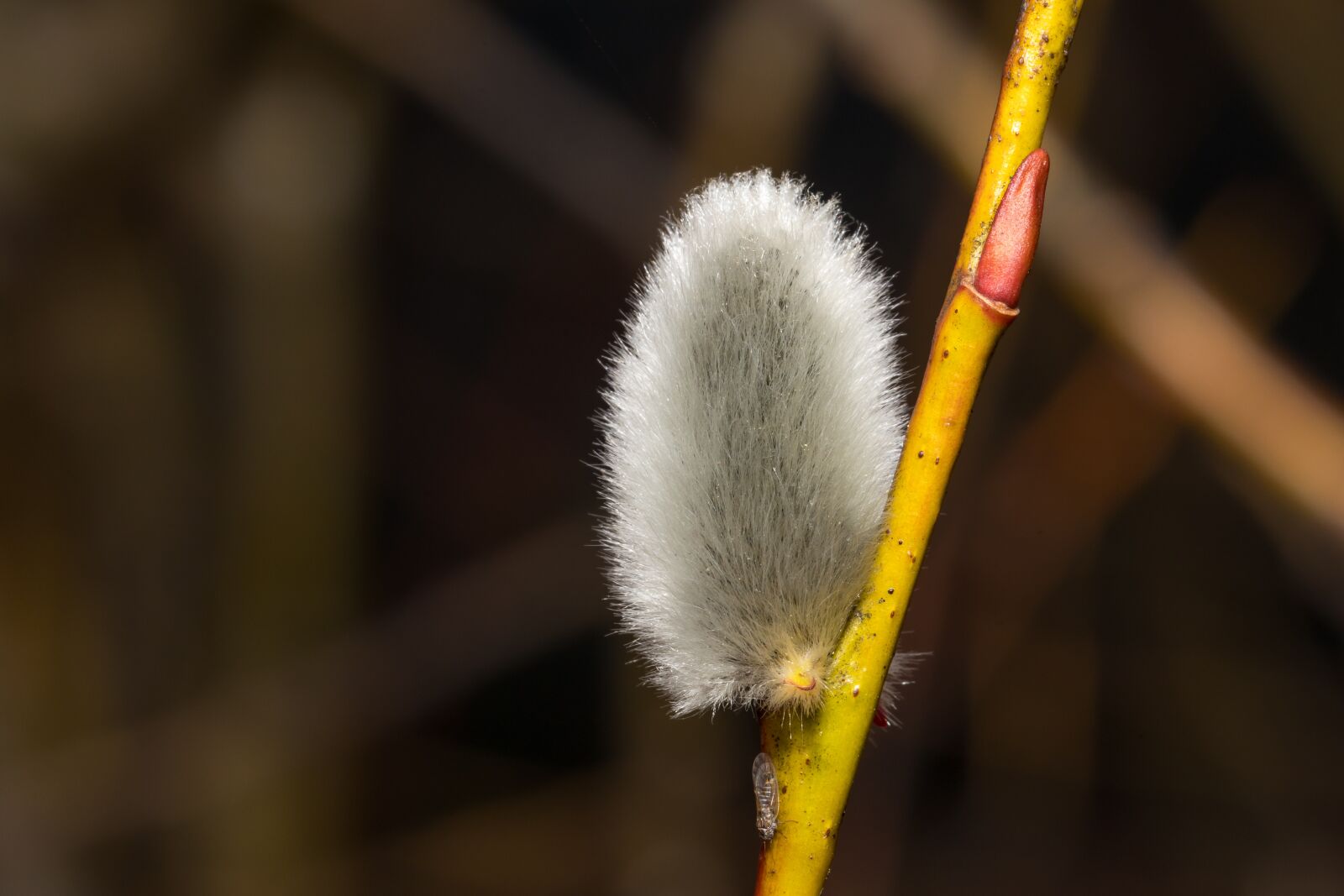 Canon EF 100mm F2.8L Macro IS USM sample photo. Easter, palm branch, spring photography