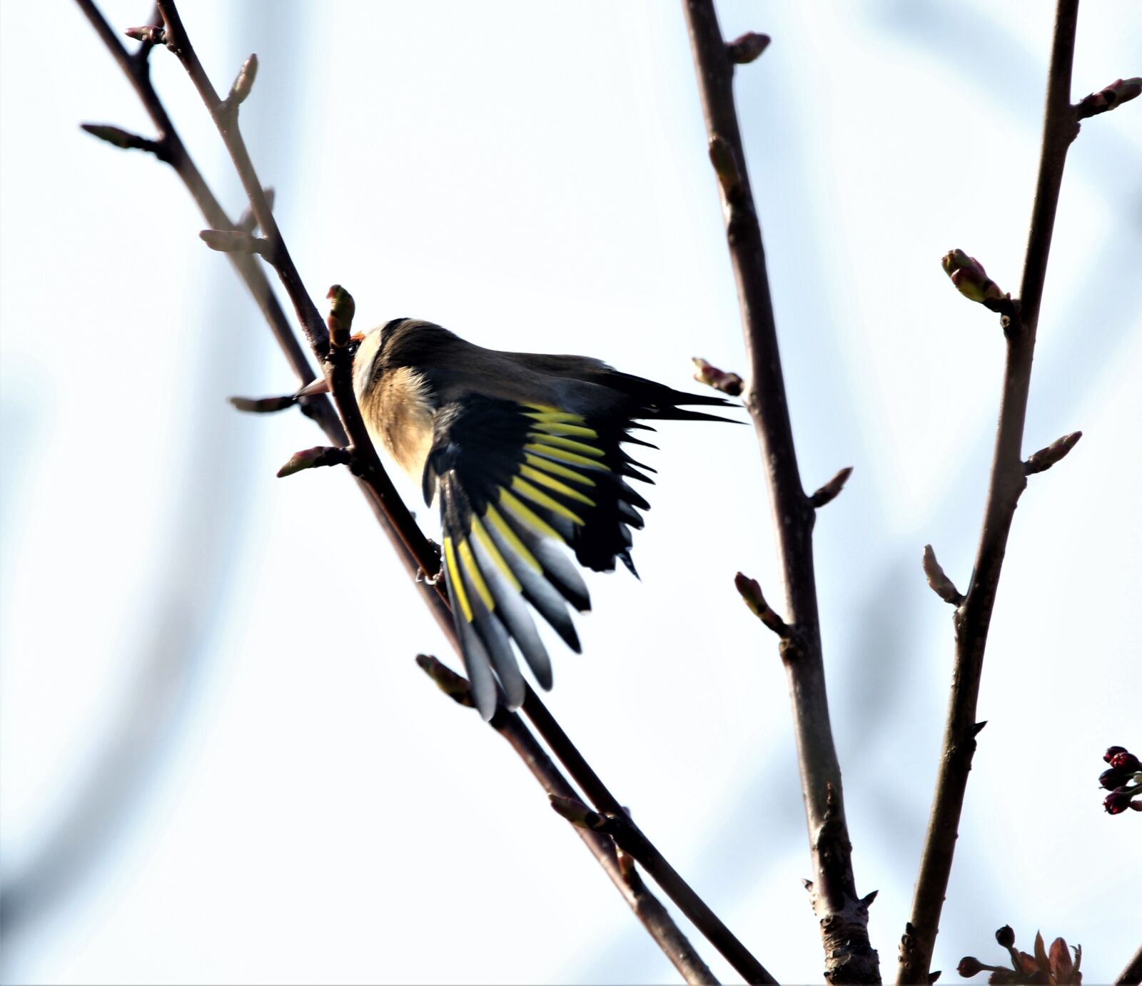 150-600mm F5-6.3 DG OS HSM | Contemporary 015 sample photo. Bird, goldfinch, colourful photography