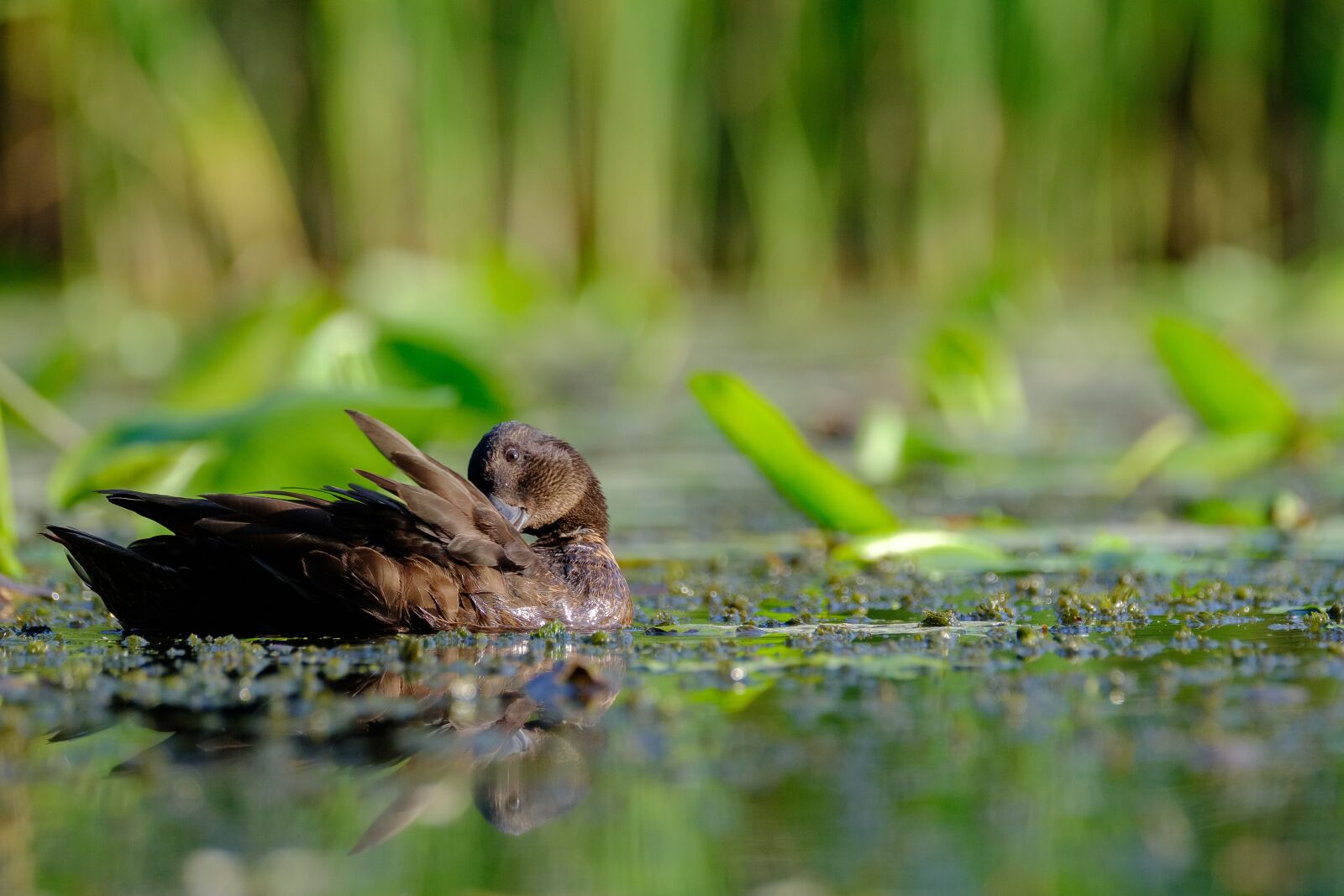 Fujifilm XF 100-400mm F4.5-5.6 R LM OIS WR sample photo. Mallard, anas platyrhynchos, female photography