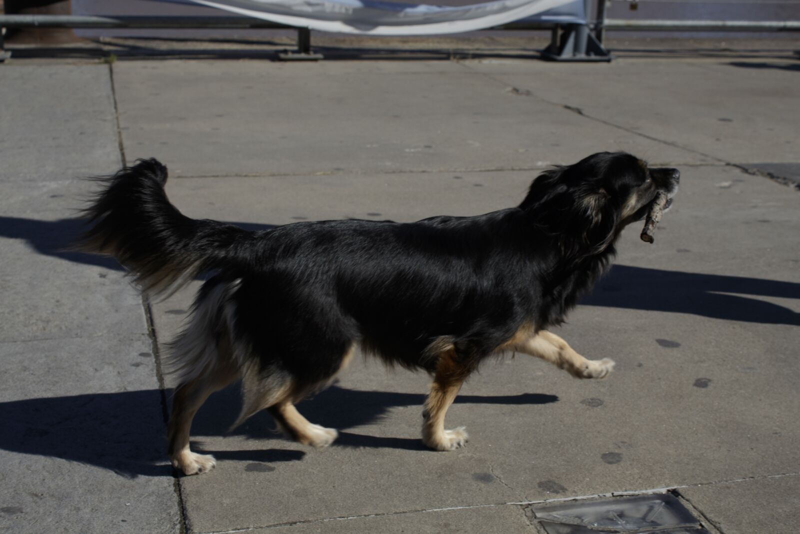 Canon EOS 1300D (EOS Rebel T6 / EOS Kiss X80) sample photo. Dog, walking, funny photography