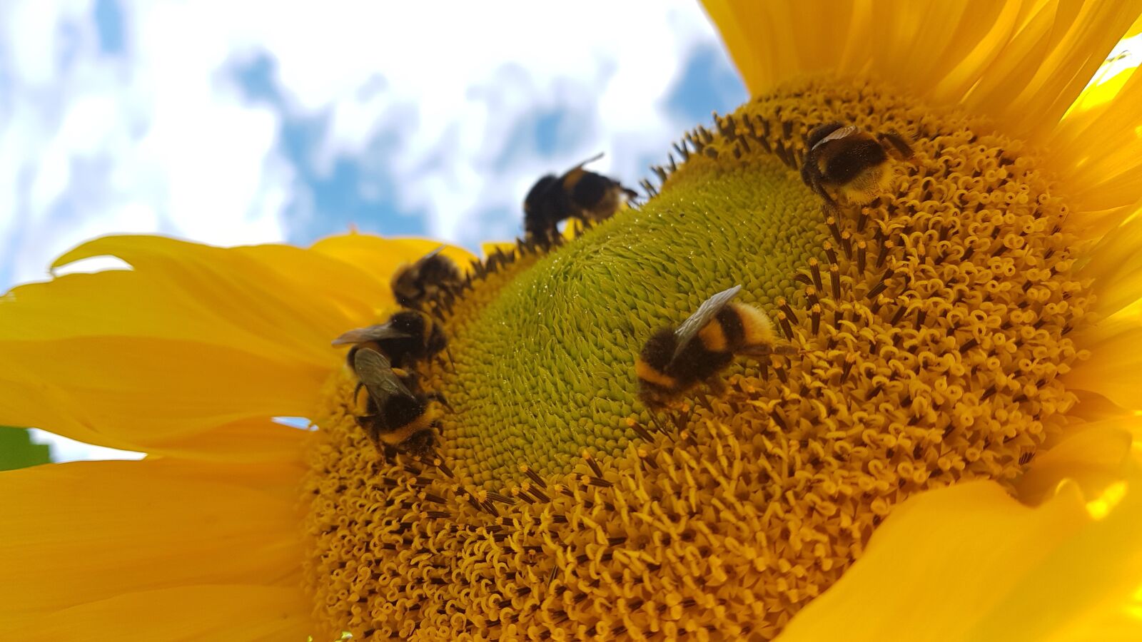 Samsung SM-G930F sample photo. Bees, bumblebees, insect photography