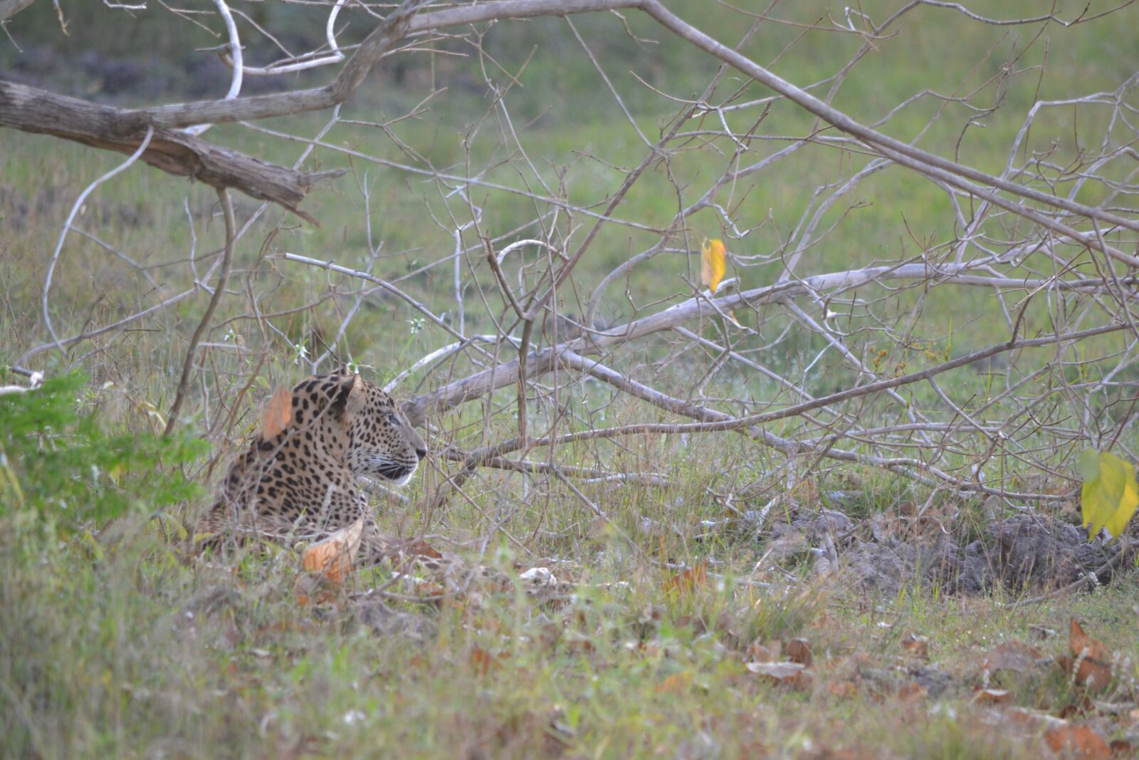 Nikon D3100 sample photo. Leopard, sri lanka, wildlife photography