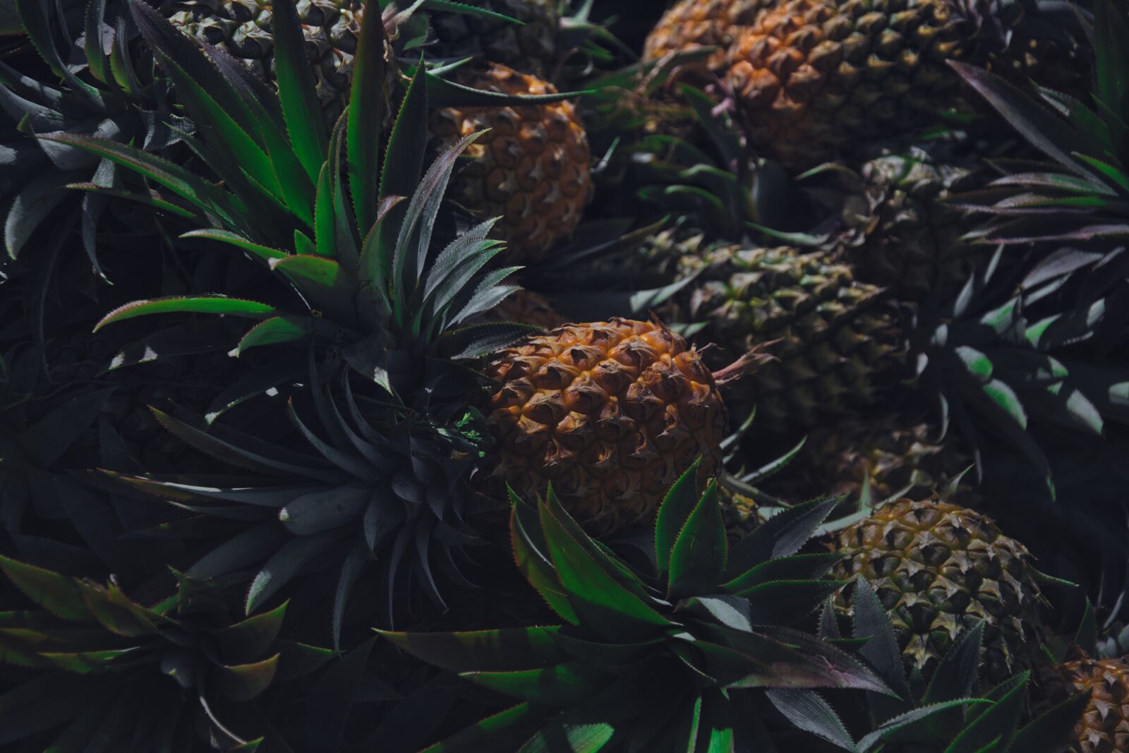 Nikon D7500 sample photo. Pineapples, africa, colors photography
