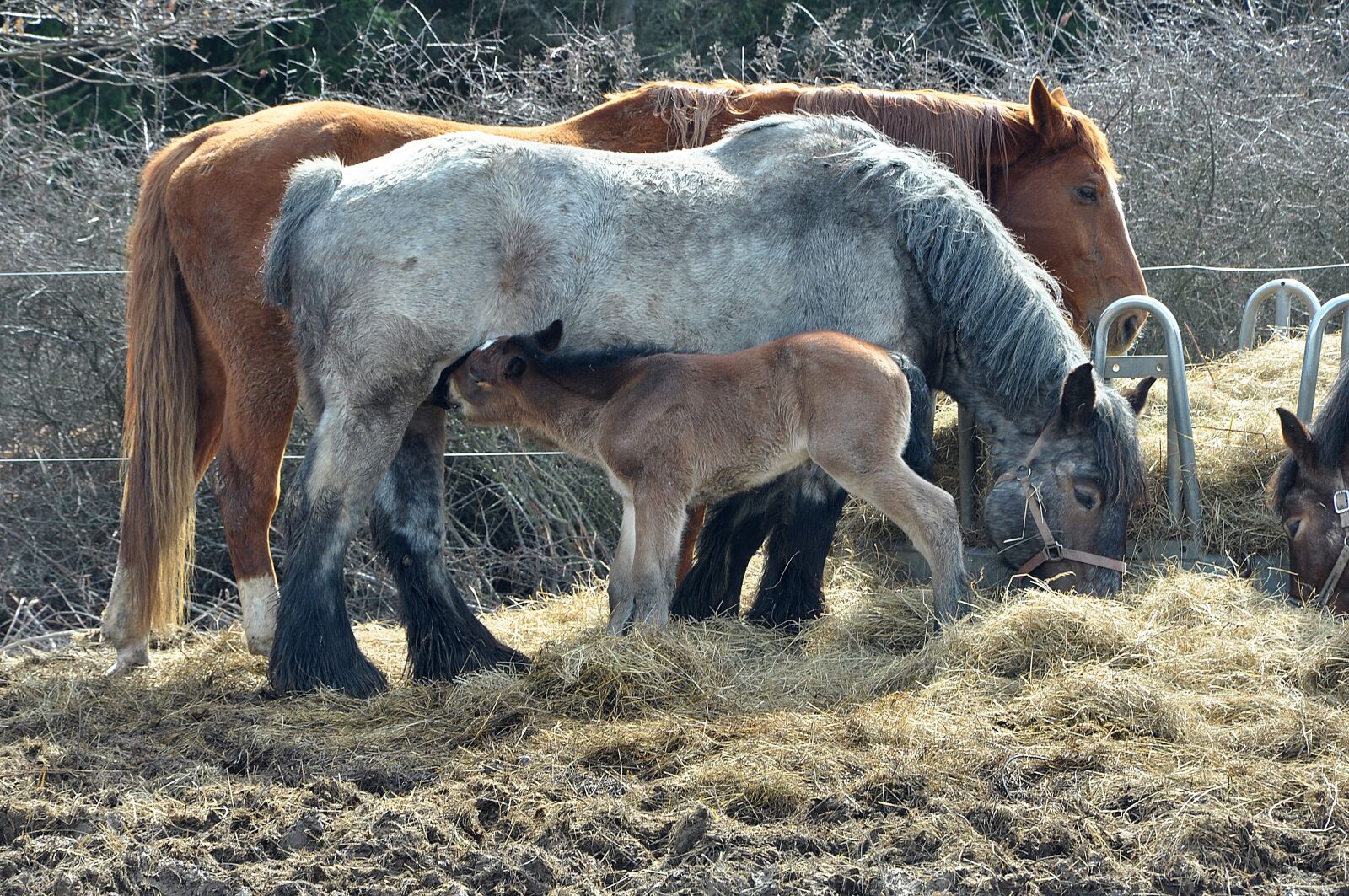 Nikon D90 sample photo. Horse, nature, animal photography