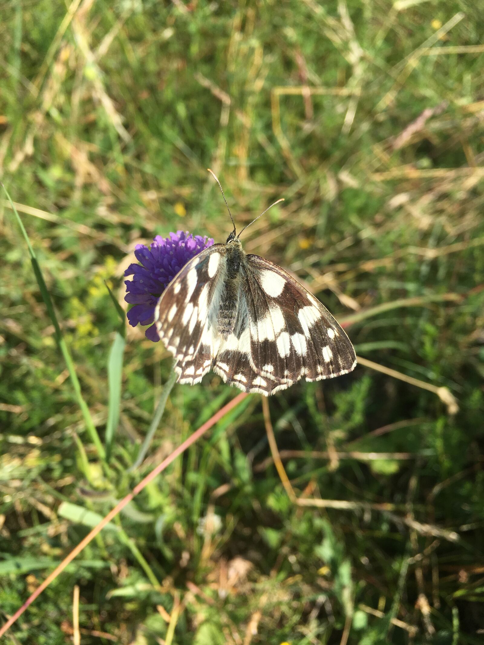iPhone SE back camera 4.15mm f/2.2 sample photo. Butterfly, summer, blossom photography