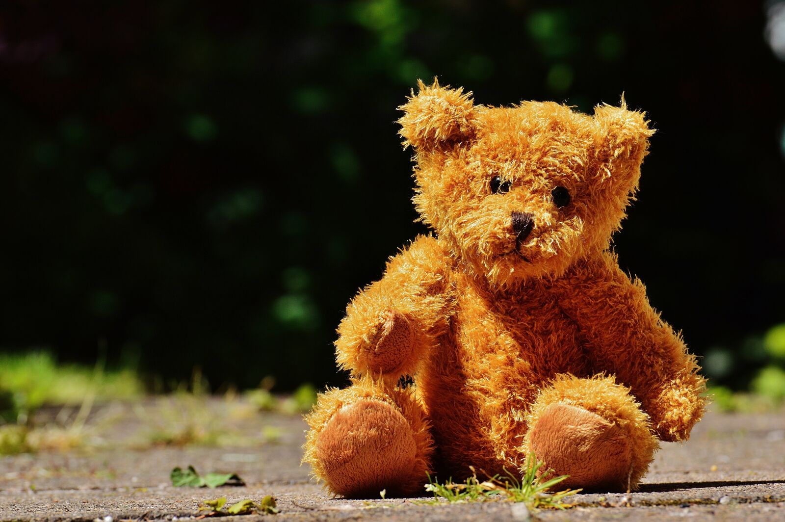 Nikon D3200 sample photo. Bear, teddy, soft toy photography