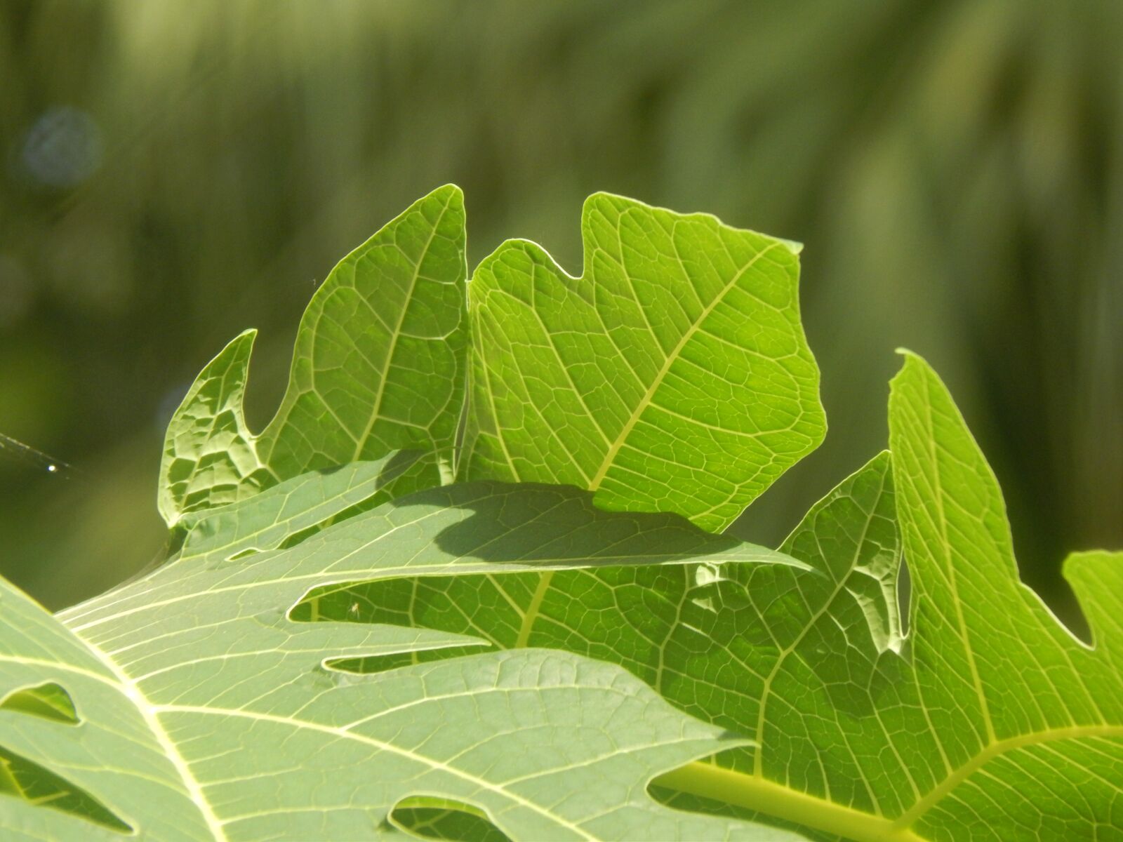 Nikon Coolpix L820 sample photo. Leaves, green, large photography