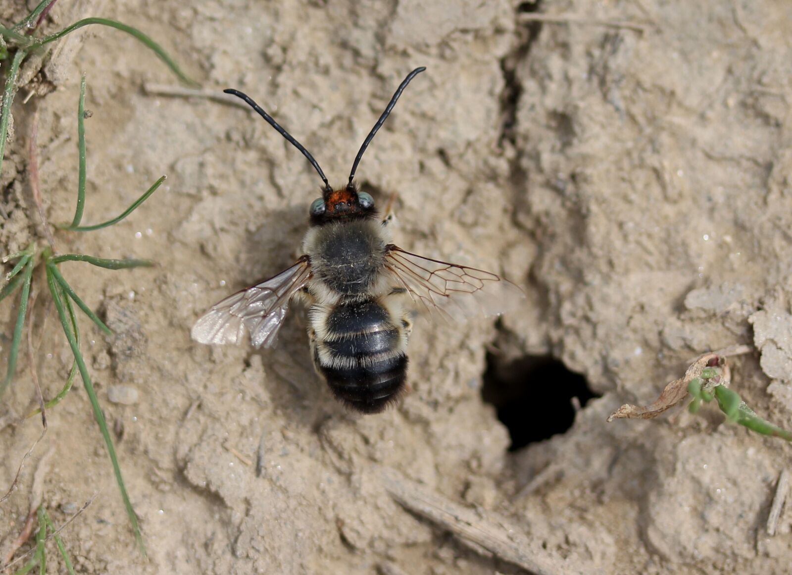 Canon EF-S 60mm F2.8 Macro USM sample photo. Bee, wild, den photography