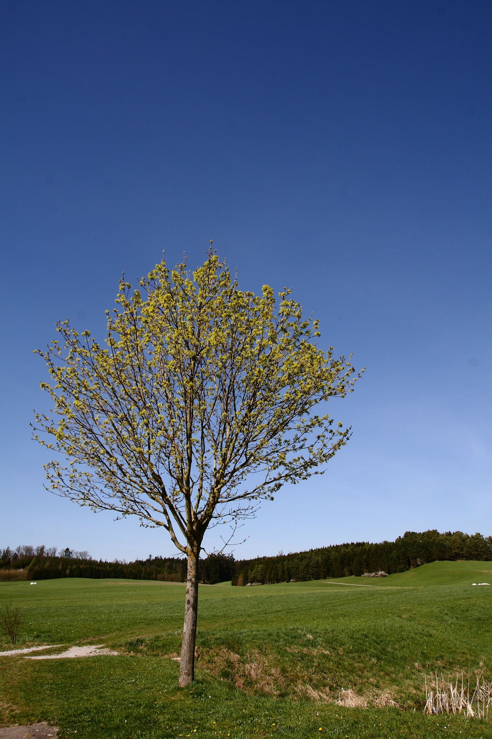 Canon EOS 30D sample photo. Tree, meadow, nature photography