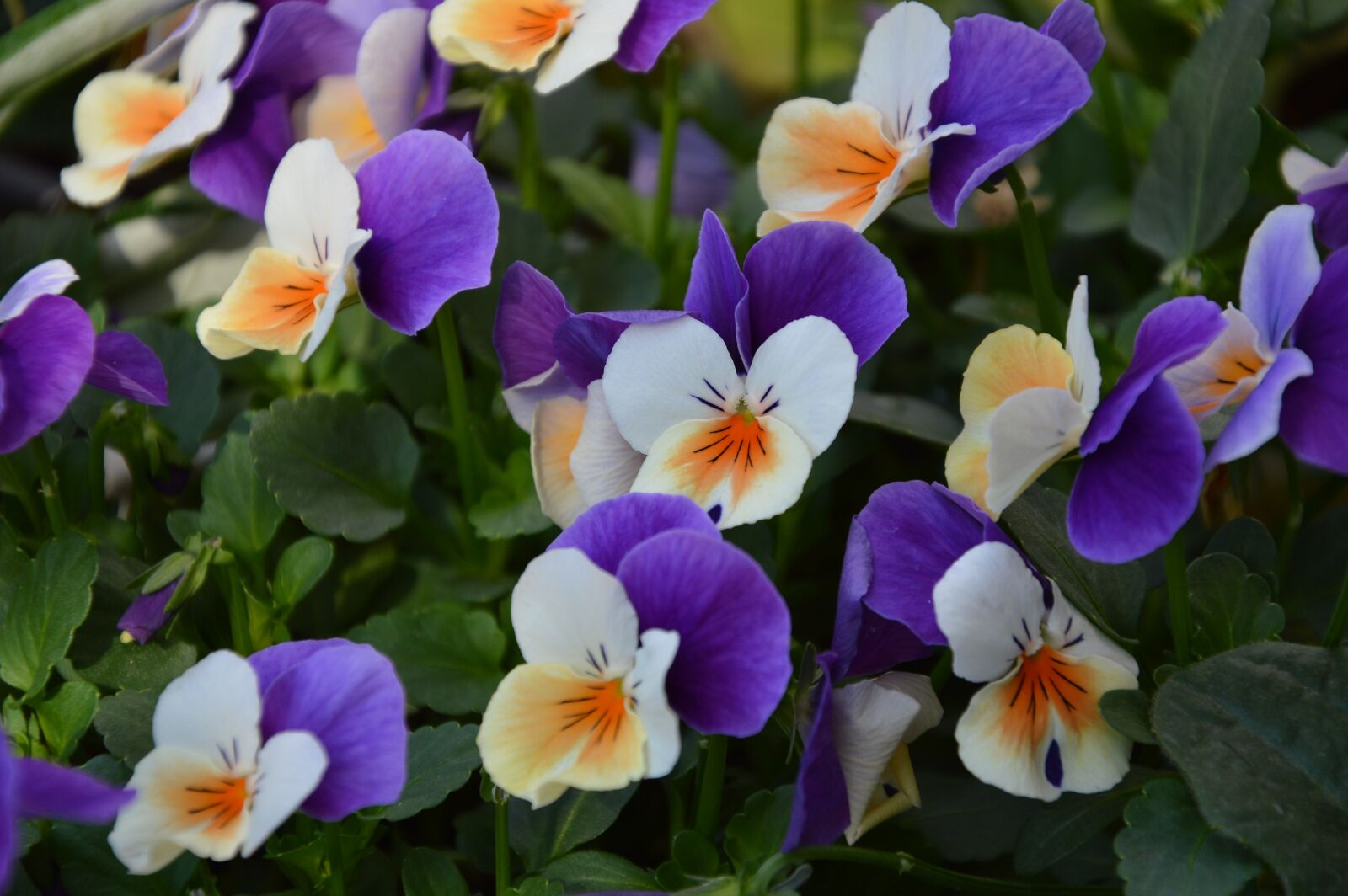 Nikon D3200 sample photo. Voila, flower, spring photography